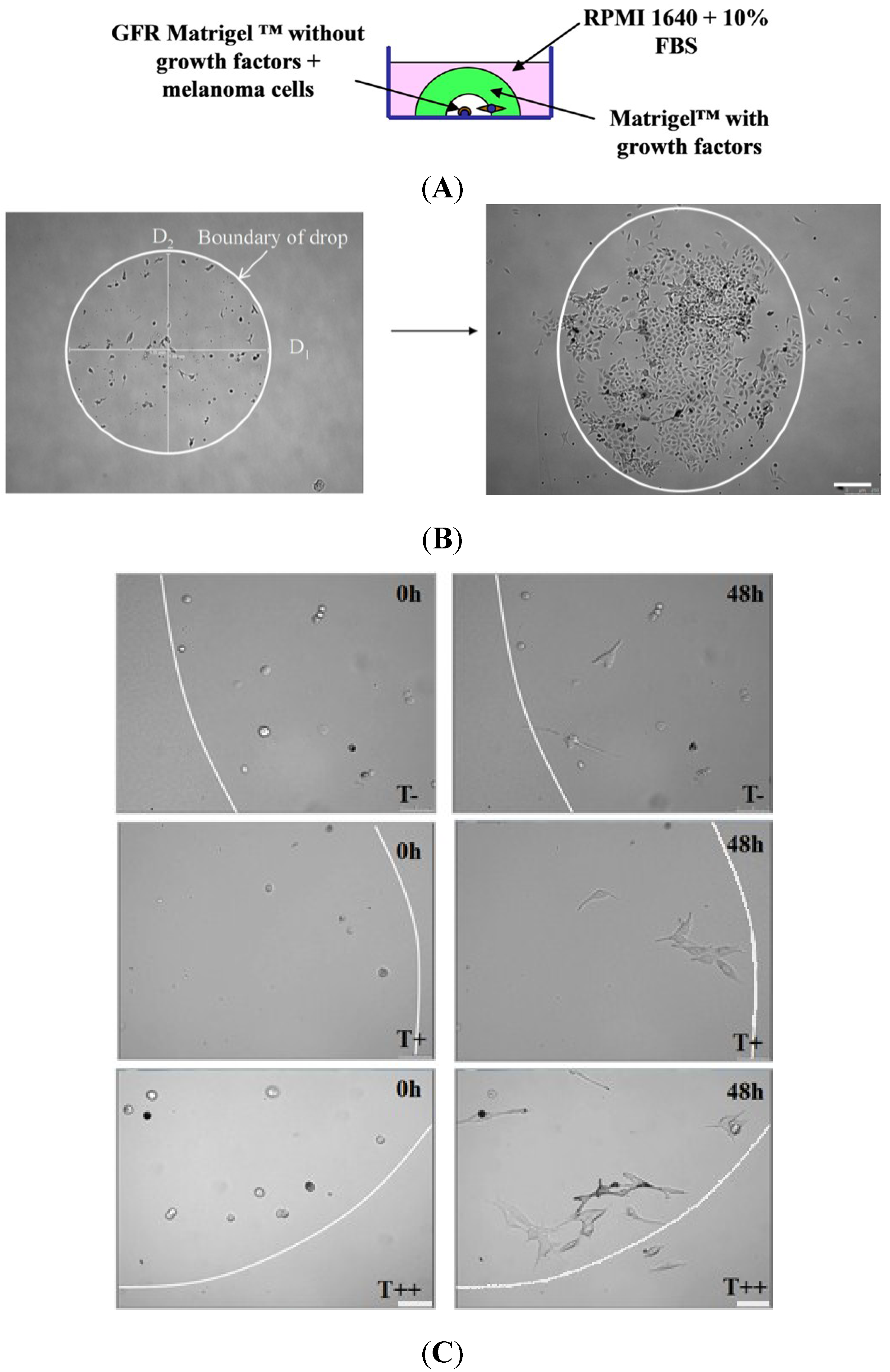 Cancers 07 00840 g005 1024