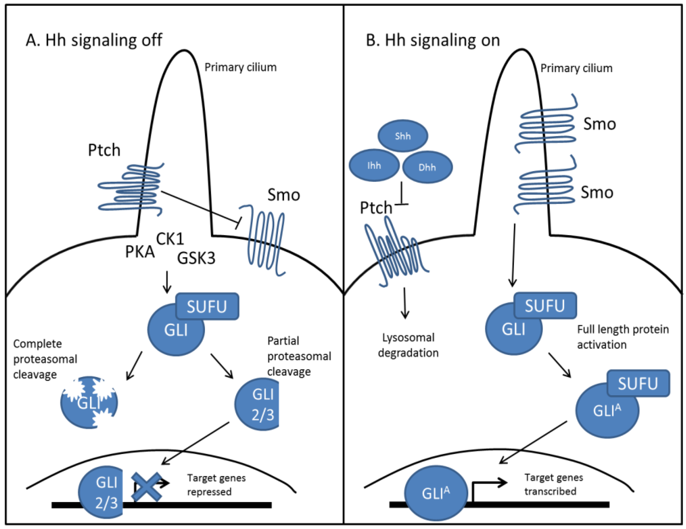 Cancers Free Full Text The Role Of Hedgehog Signaling In Tumor Induced Bone Disease Html