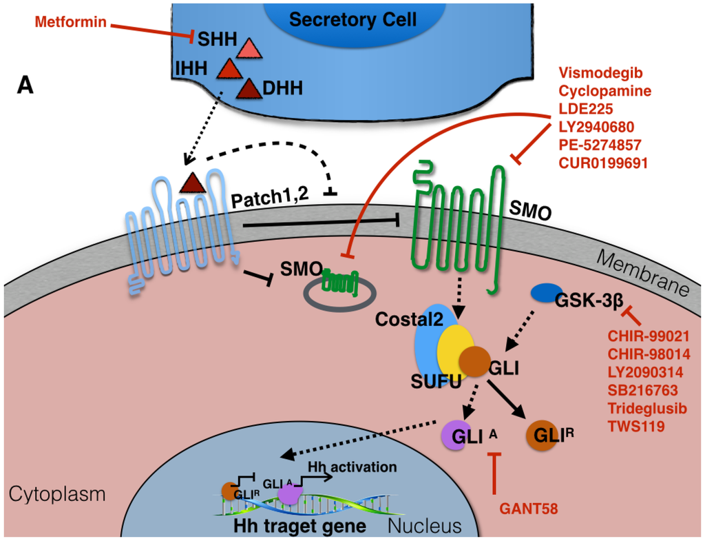 Cancers Special Issue Hedgehog Signaling Pathway in Cancer Smoothened and GLI Take Center Stage