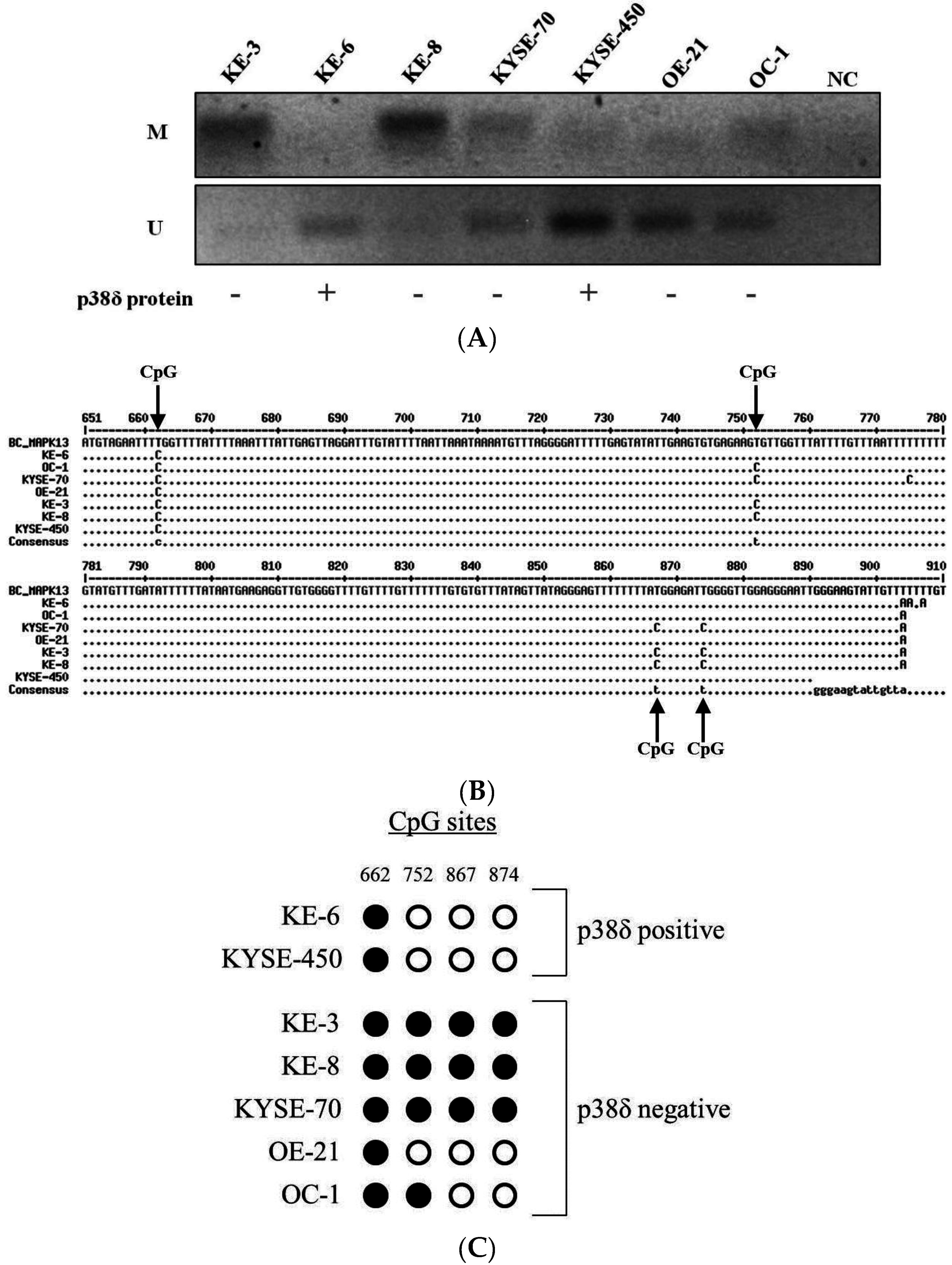 Cancers 07 00881 g003 1024