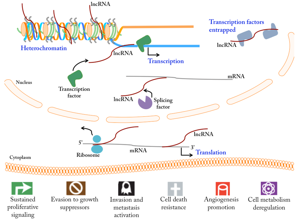 The Clinical Relevance of Long Non-Coding RNAs in Cancer