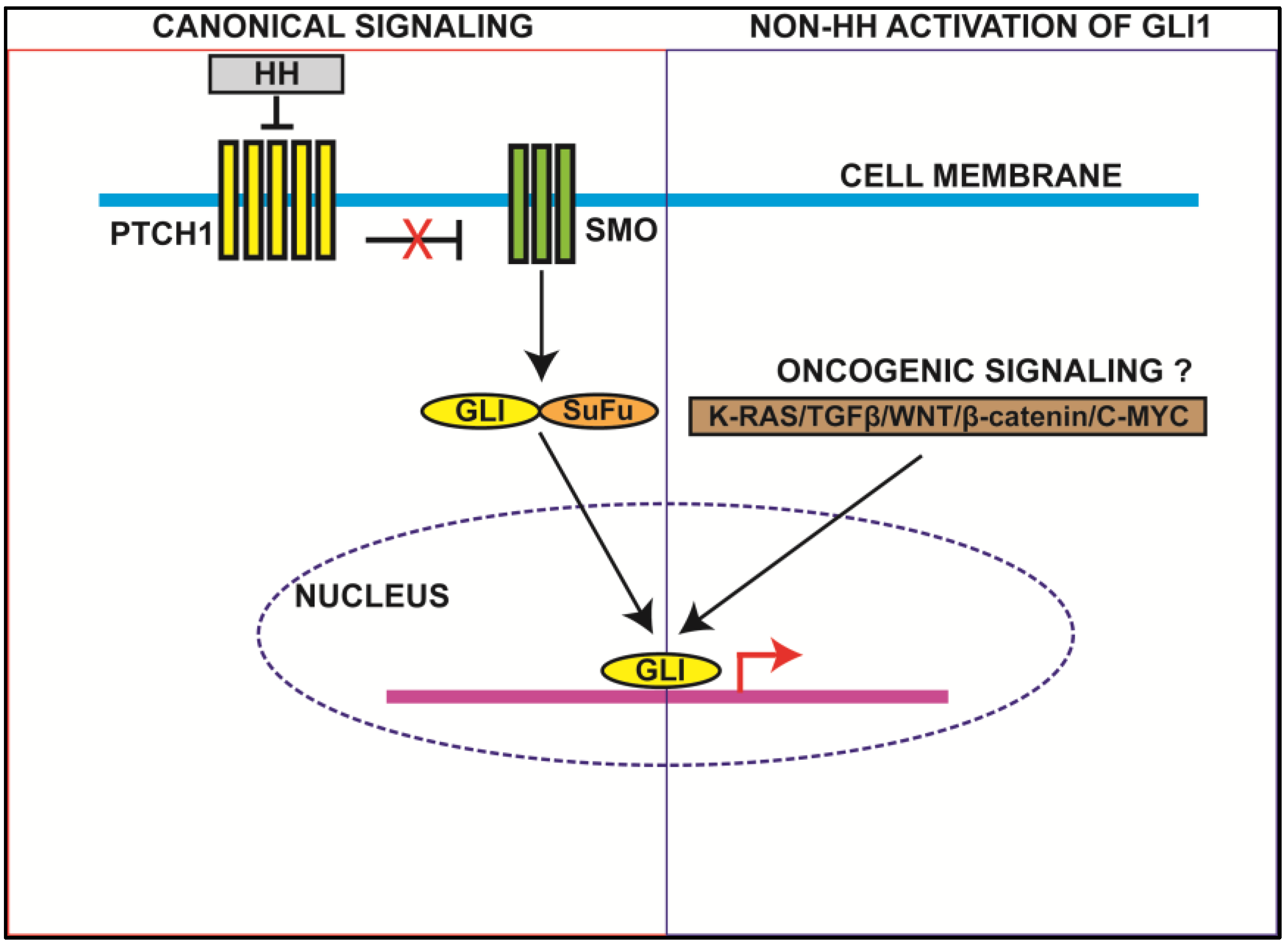 Cancers 07 00894 g001 1024