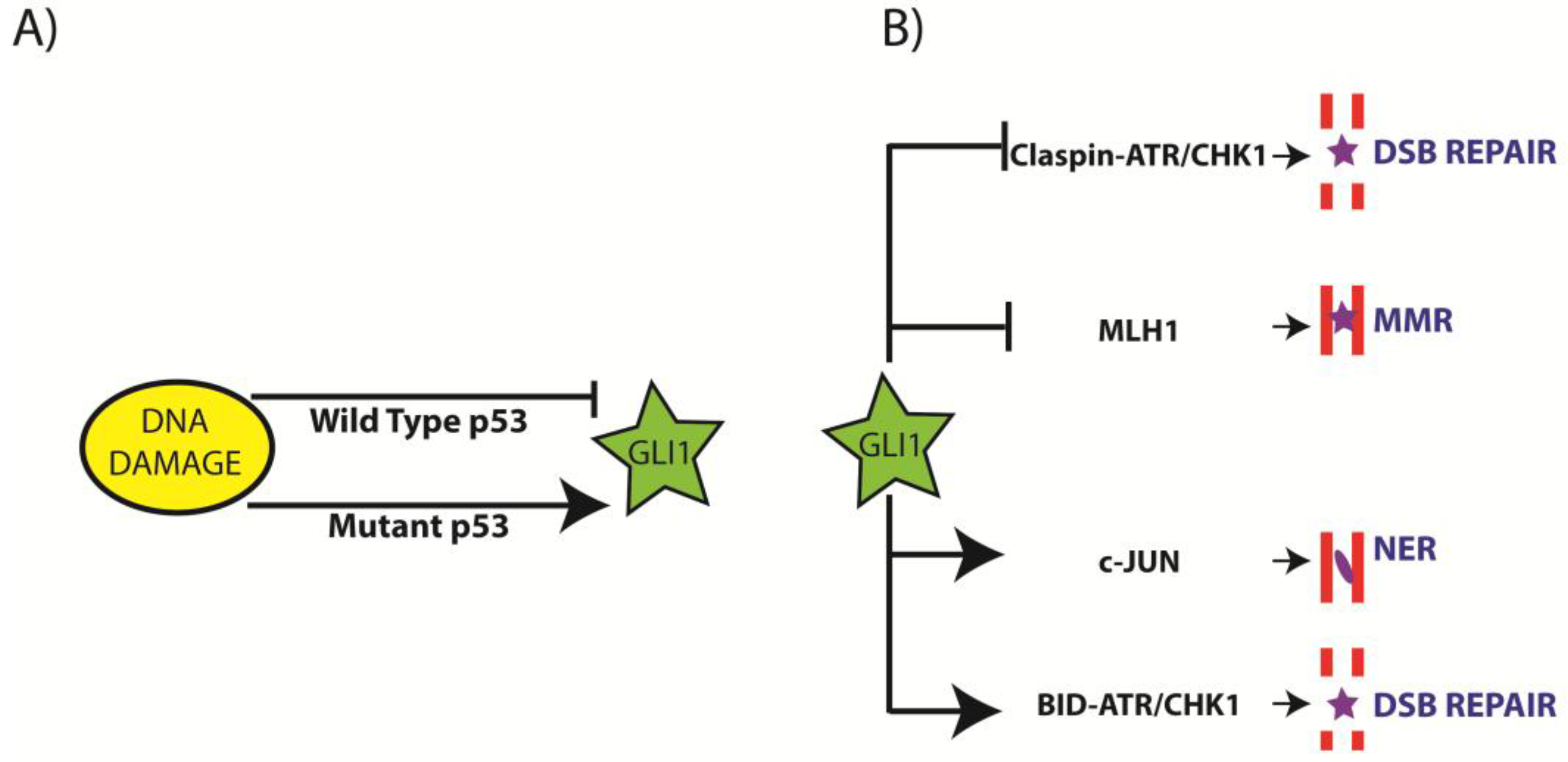 Cancers 07 00894 g002 1024