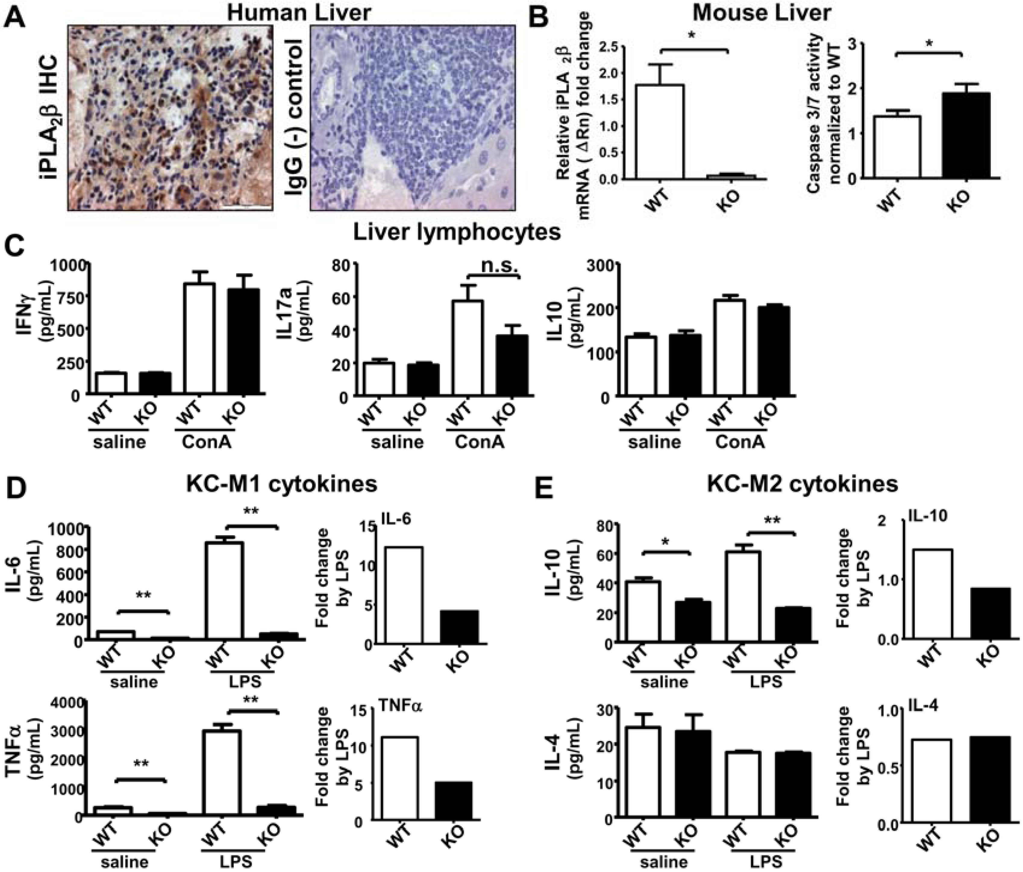 Cancers 07 00901 g002