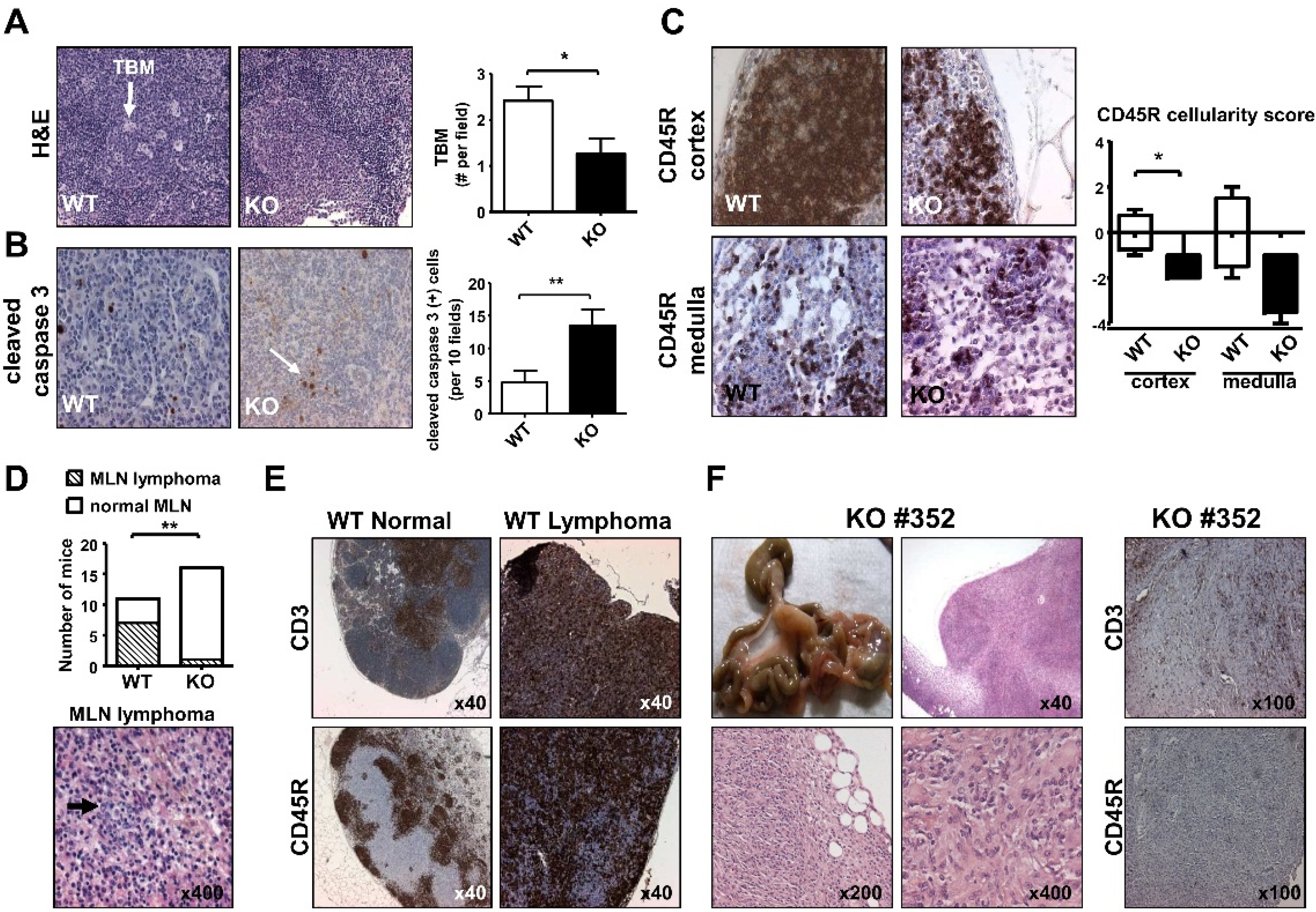 Cancers 07 00901 g005