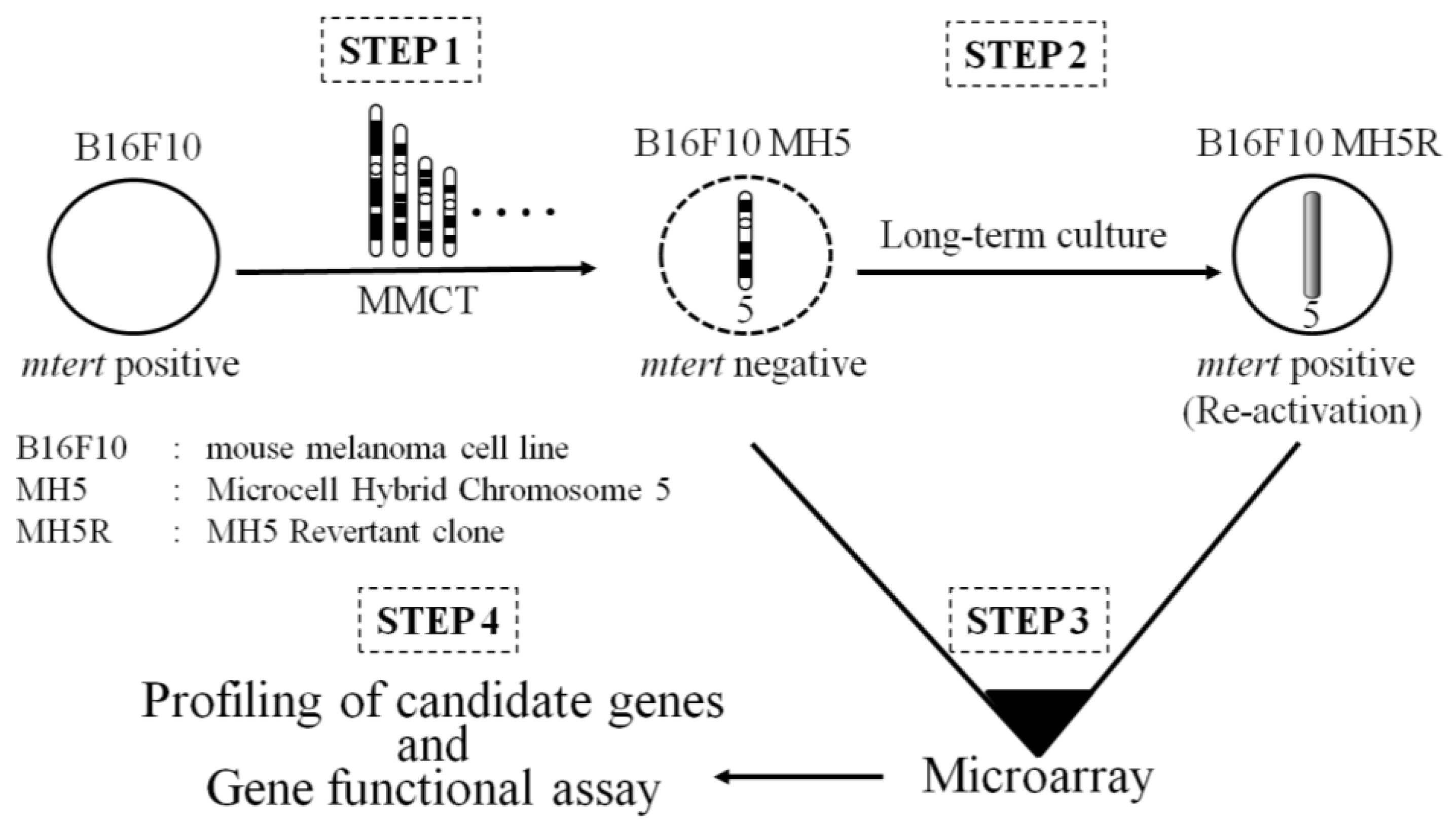 cancers free full text studies of tumor suppressor genes via tumor suppressor genes