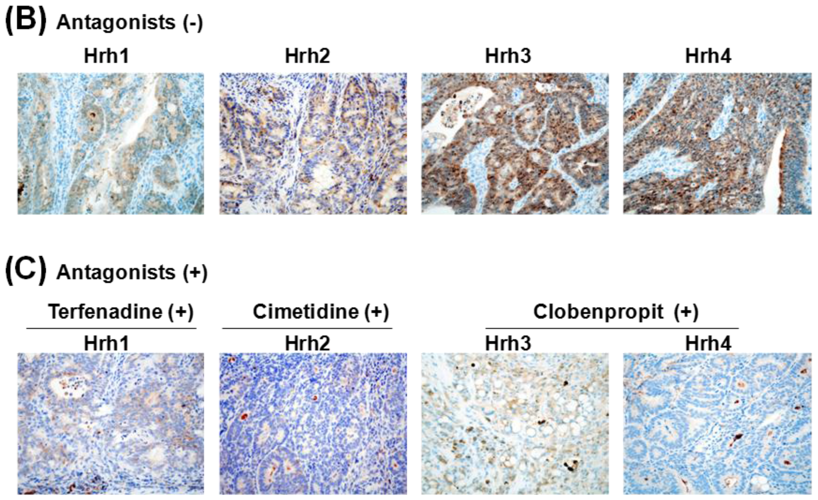 Cancers 08 00025 g003b 1024