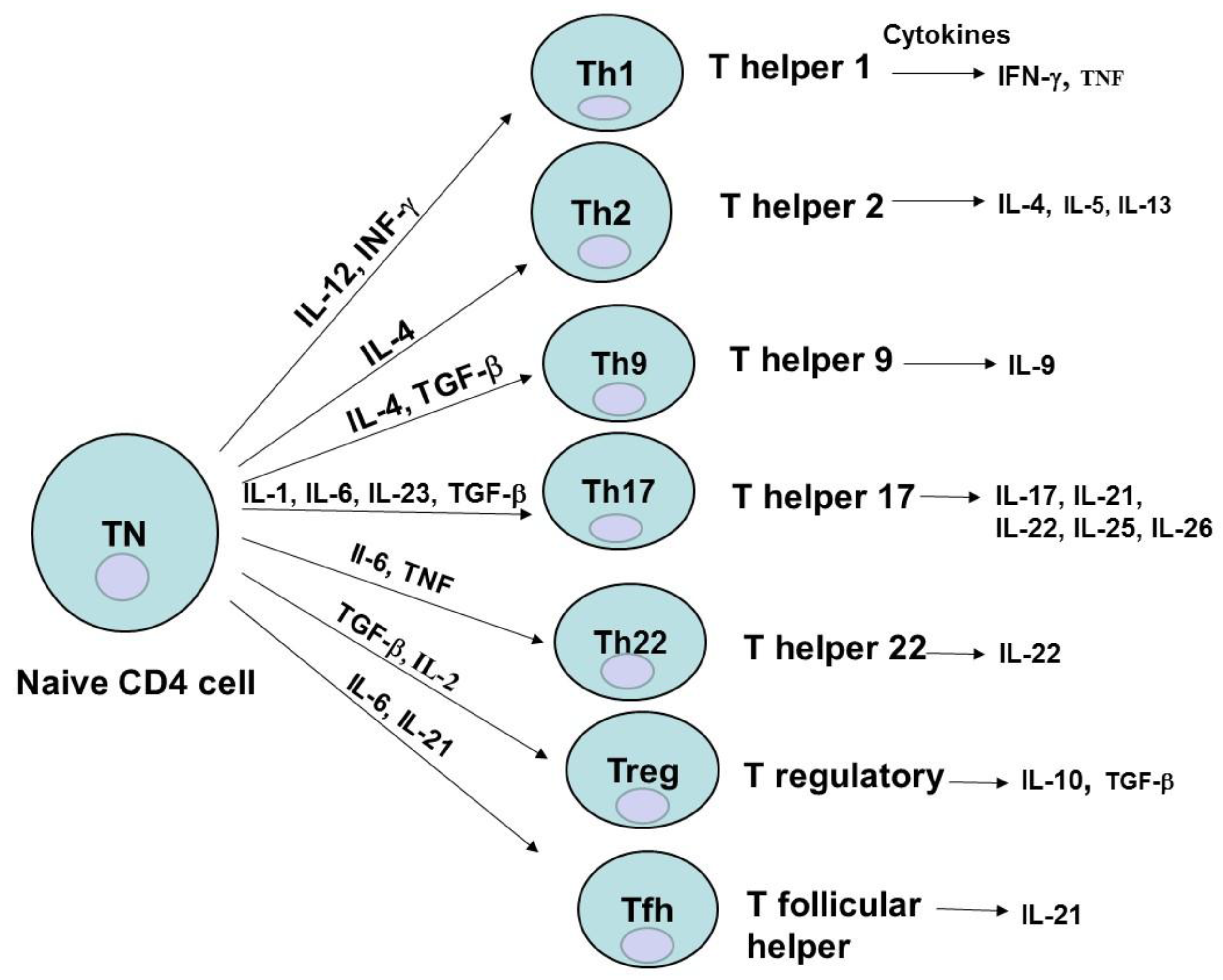 effector memory t cell activation