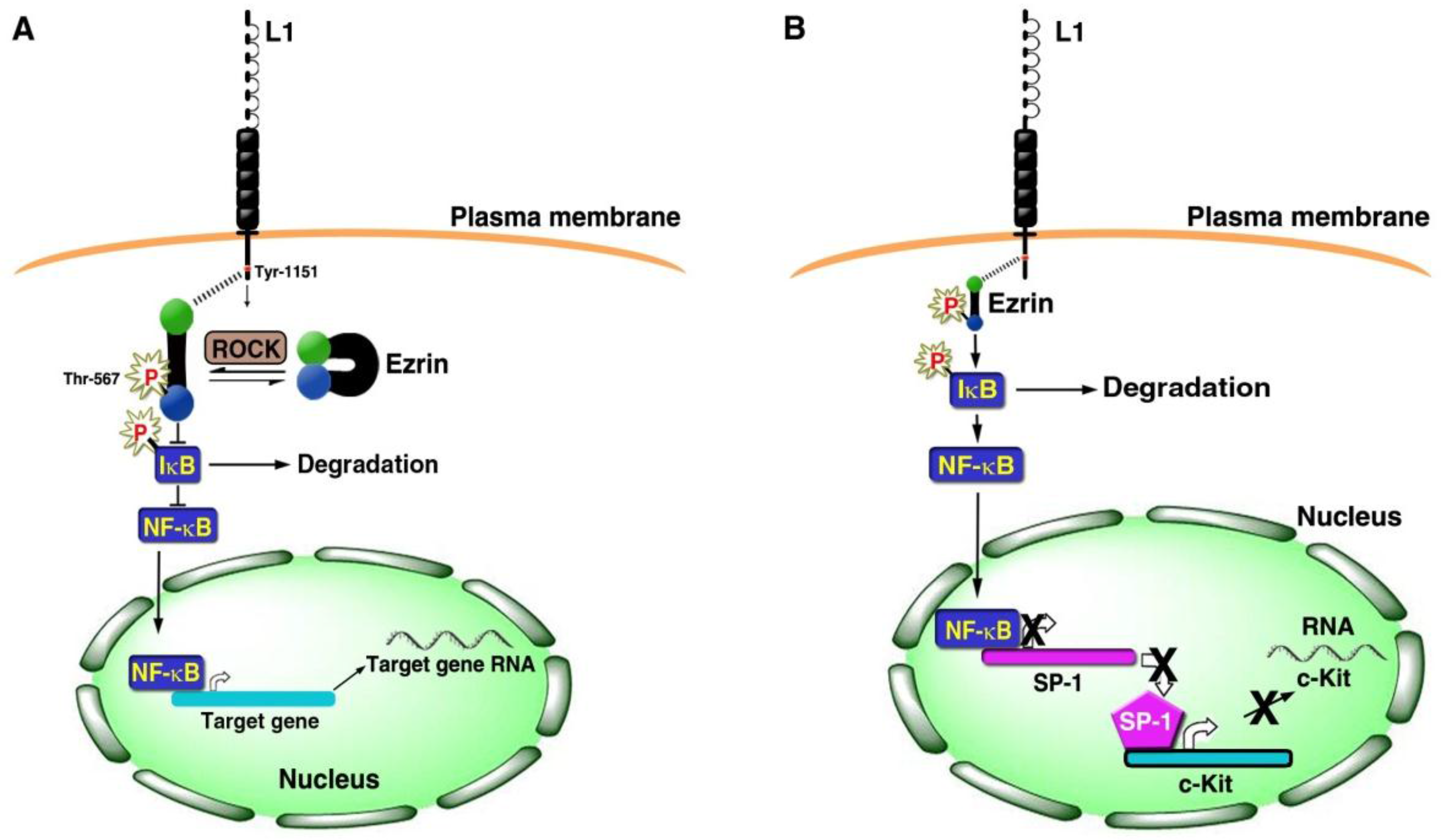 Cancers 08 00048 g002 1024