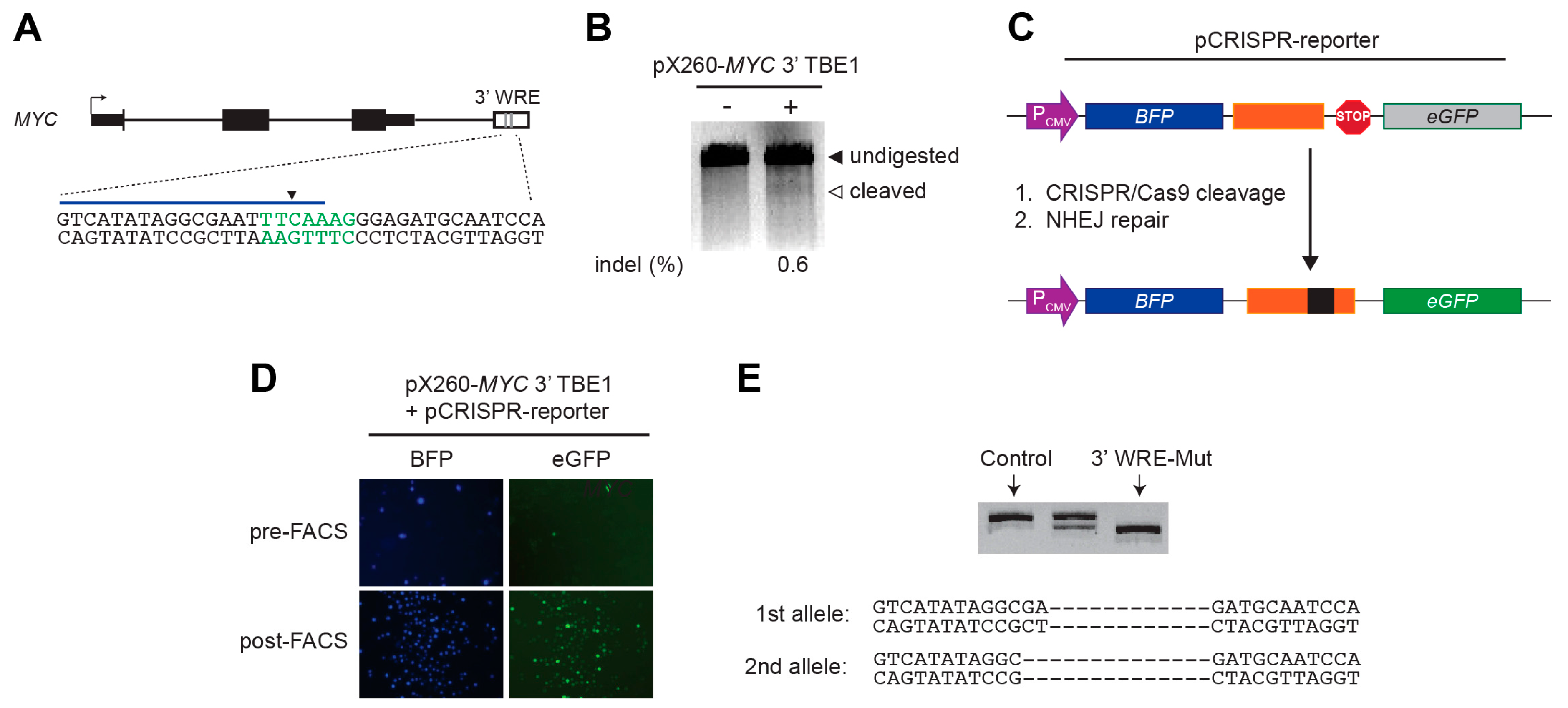 Cancers 08 00052 g001 1024