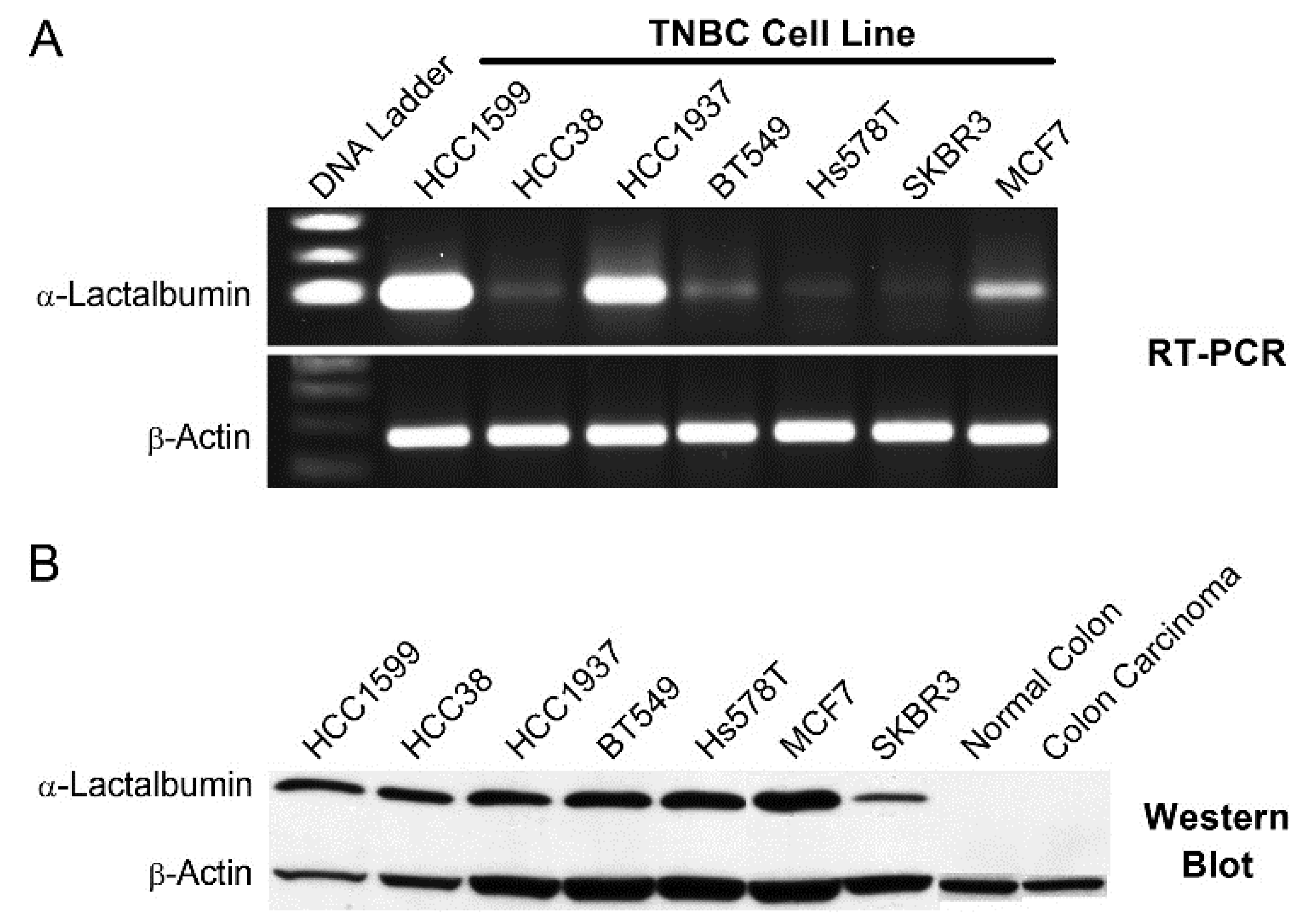 Cancers 08 00056 g003 1024