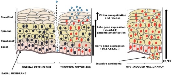 Functional Roles of E6 and E7 Oncoproteins in HPV-Induced
