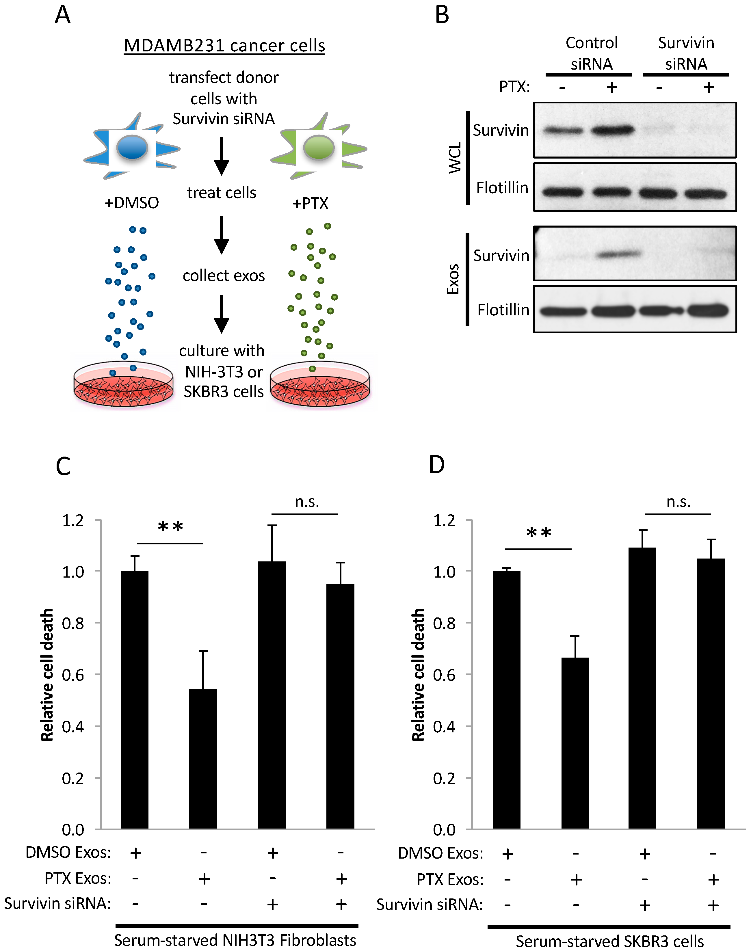 Cancers 08 00111 g004