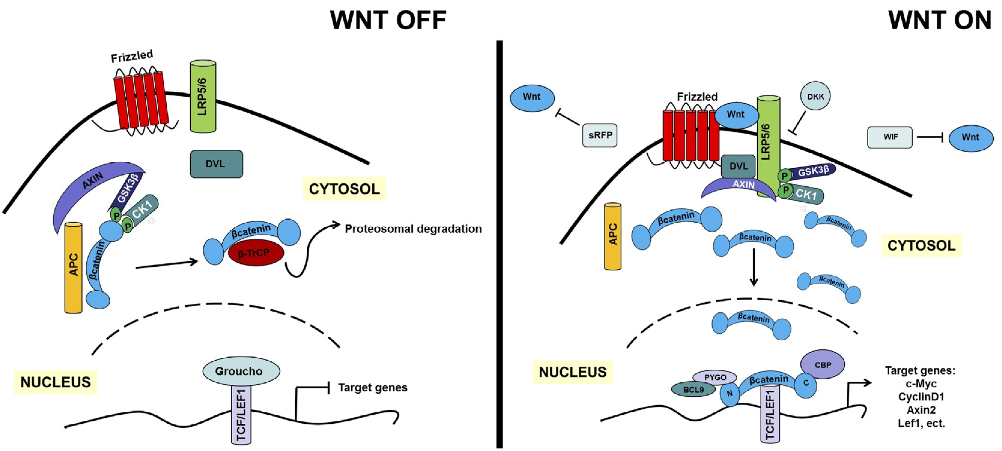 Cancers | Free Full-Text | A Tale of Two Signals: AR and WNT in Cancers | Free Full-Text | A Tale of Two Signals: AR and WNT in