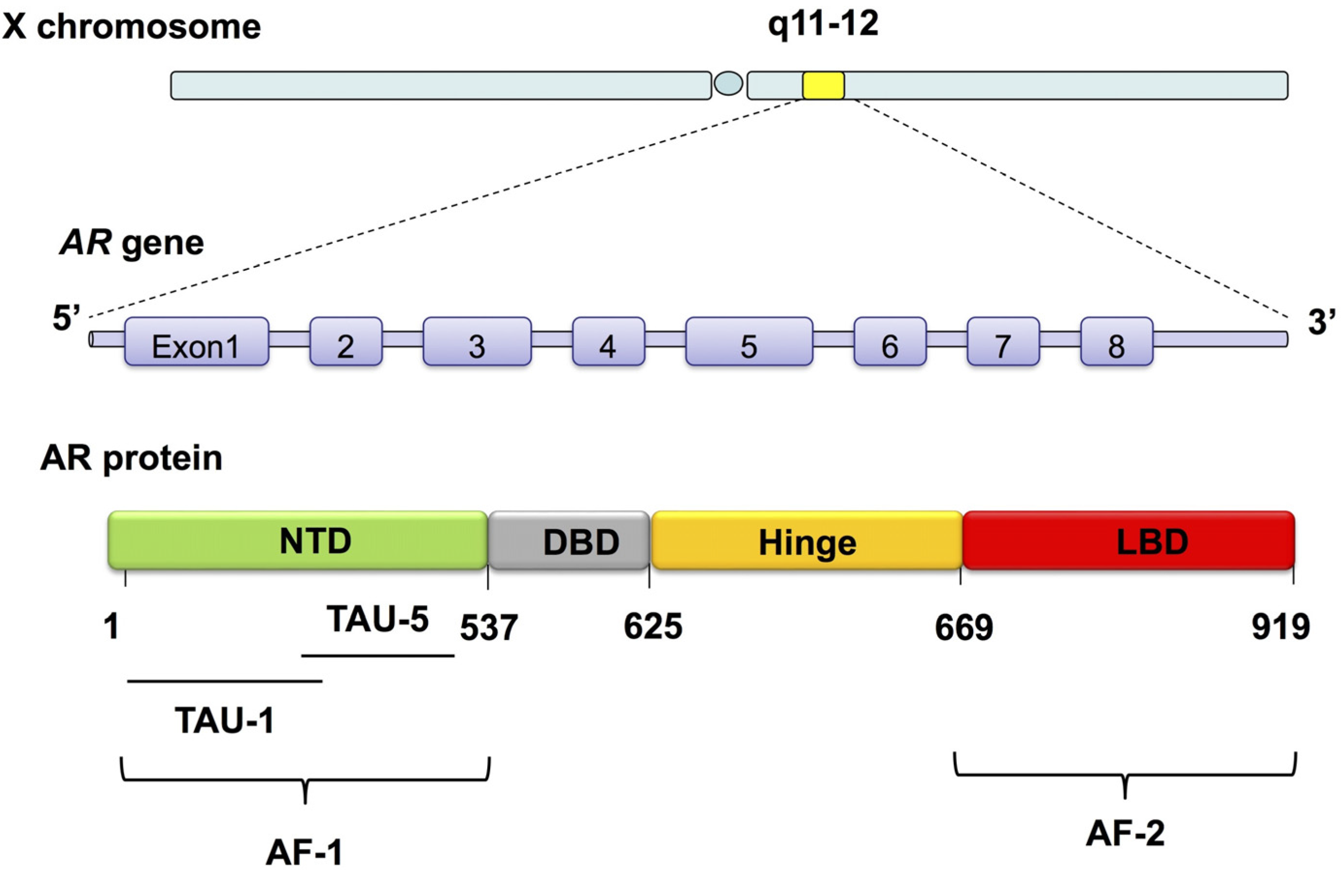 Cancers Free Full Text A Tale Of Two Signals Ar And Wnt In Development And Tumorigenesis Of Prostate And Mammary Gland Html Cancers Free Full Text A Tale Of Two Signals Ar And Wnt In Development And Tumorigenesis Of Prostate And Mammary Gland Html