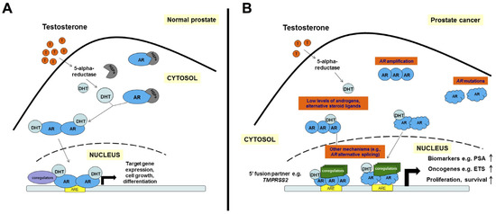 A Tale of Two Signals: AR and WNT in Development and