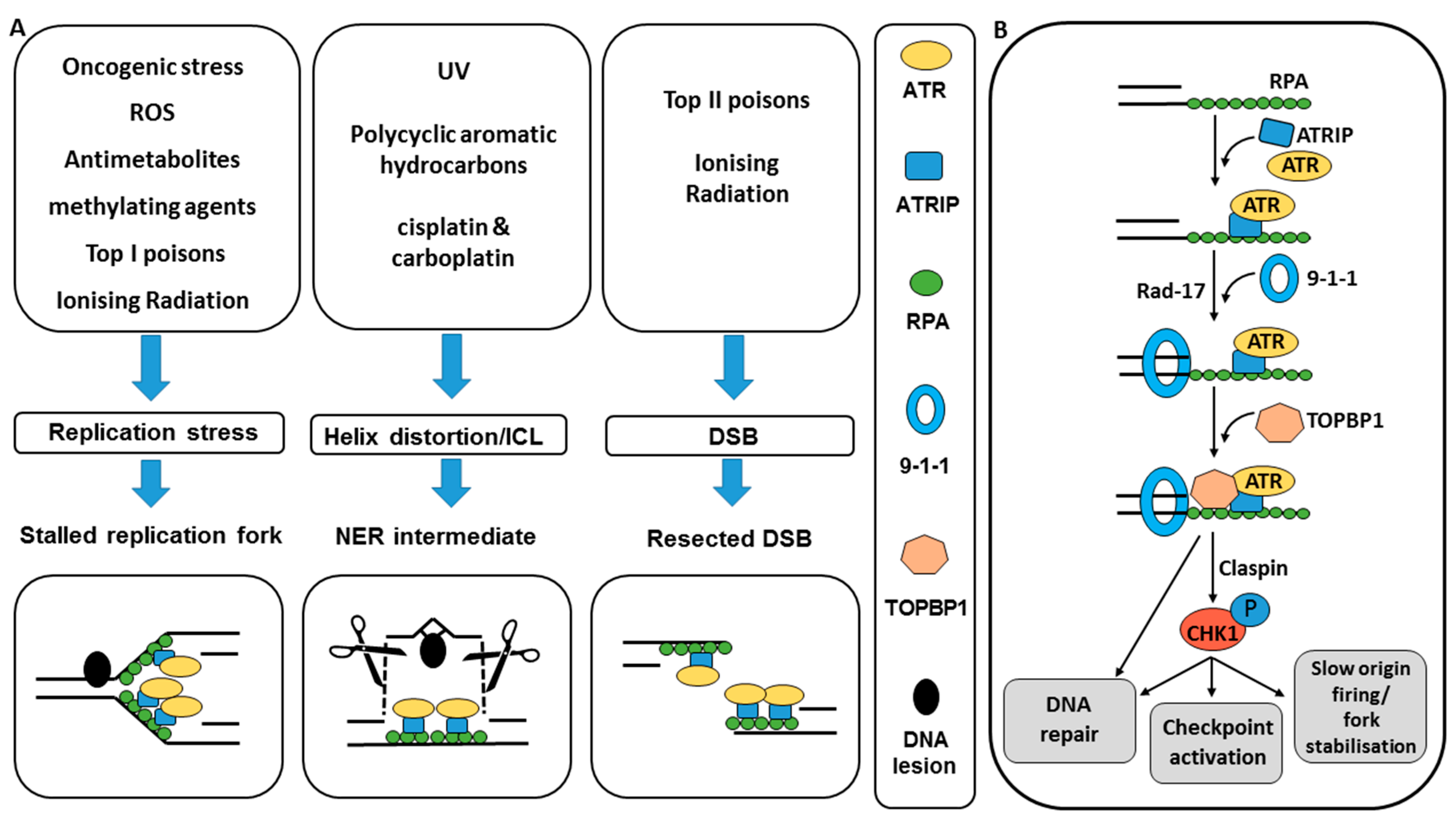 Cancers 09 00041 g001