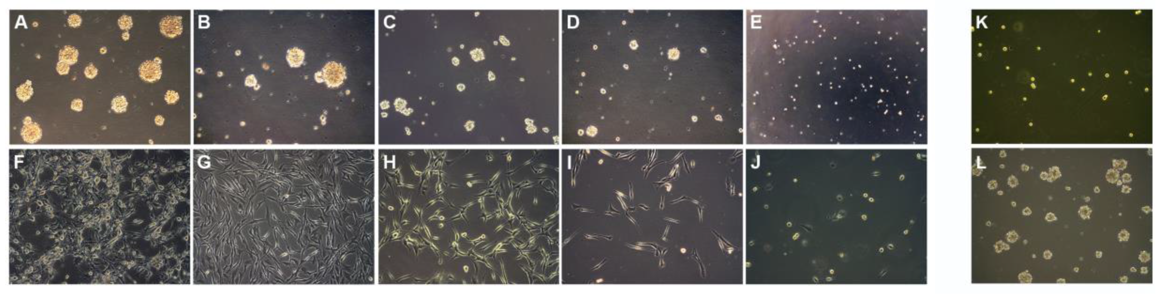 Cancers 09 00057 g004 550