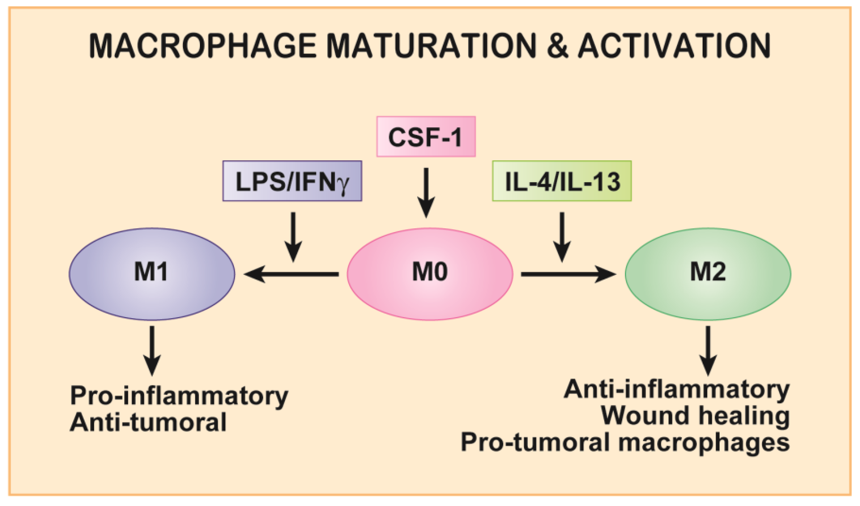 Cancers 09 00068 g001 550