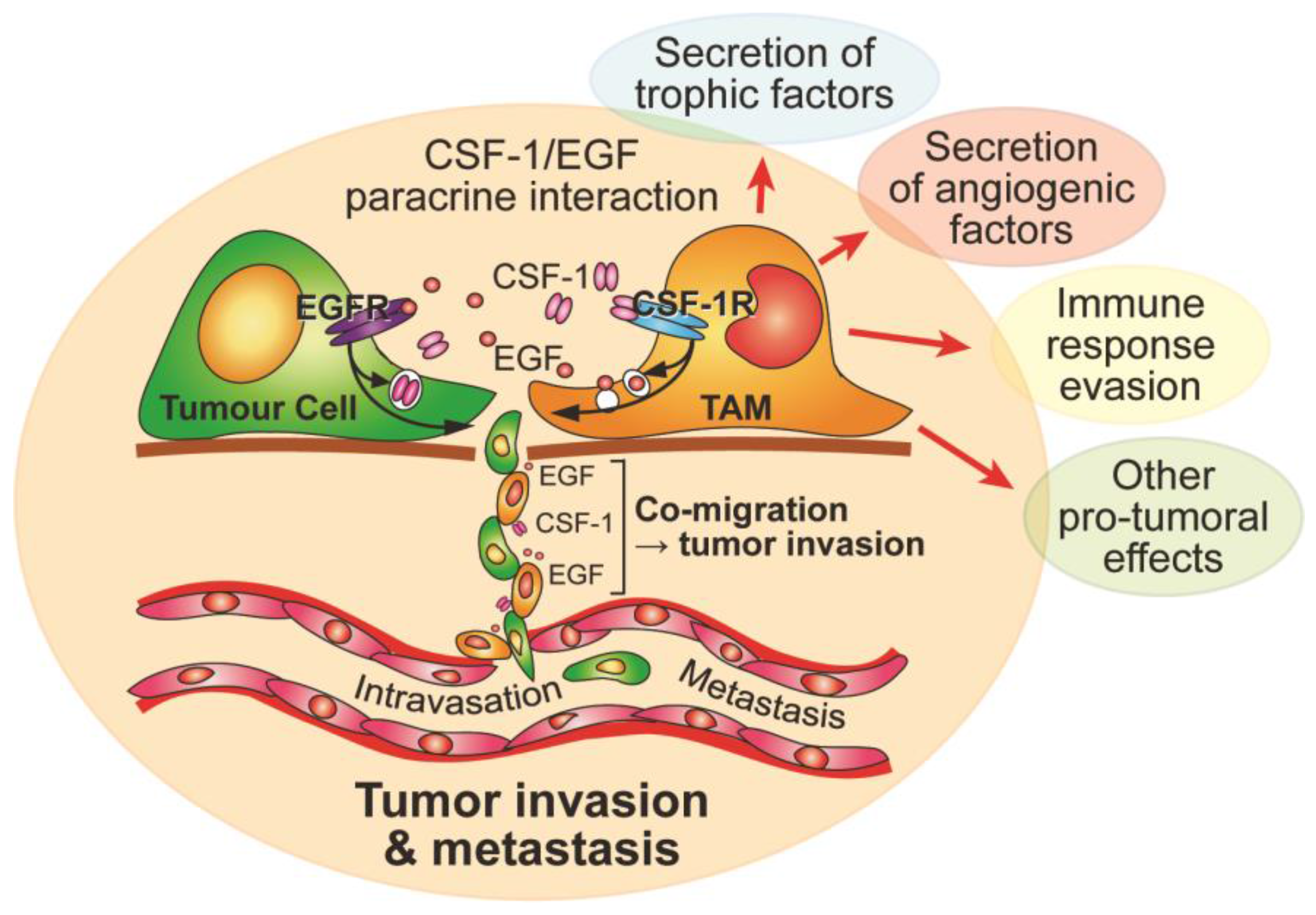 Cancers 09 00068 g002 550