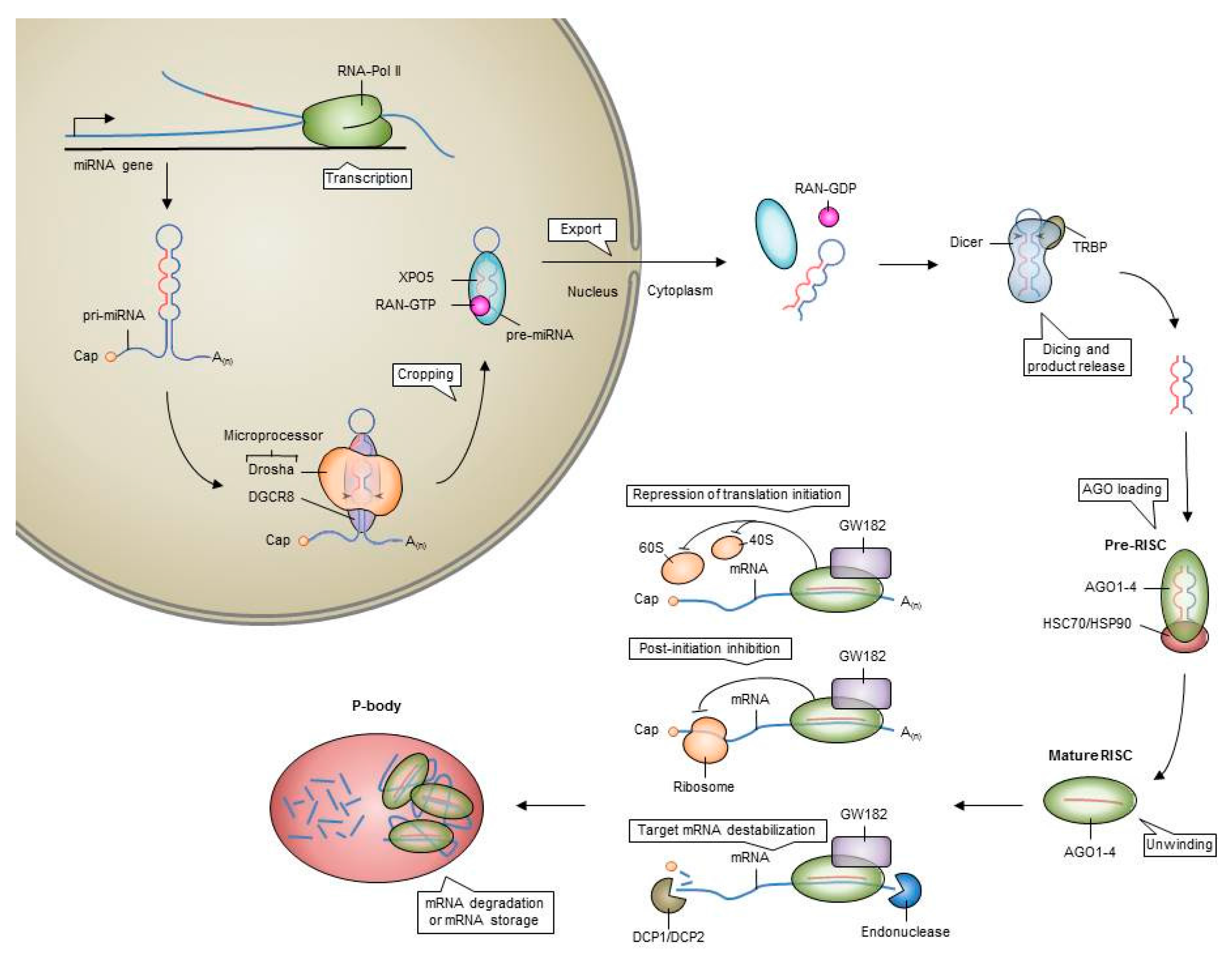 Dårligt humør hørbar Brudgom Cancers | Free Full-Text | Specific Depletion of Leukemic Stem Cells: Can  MicroRNAs Make the Difference? | HTML