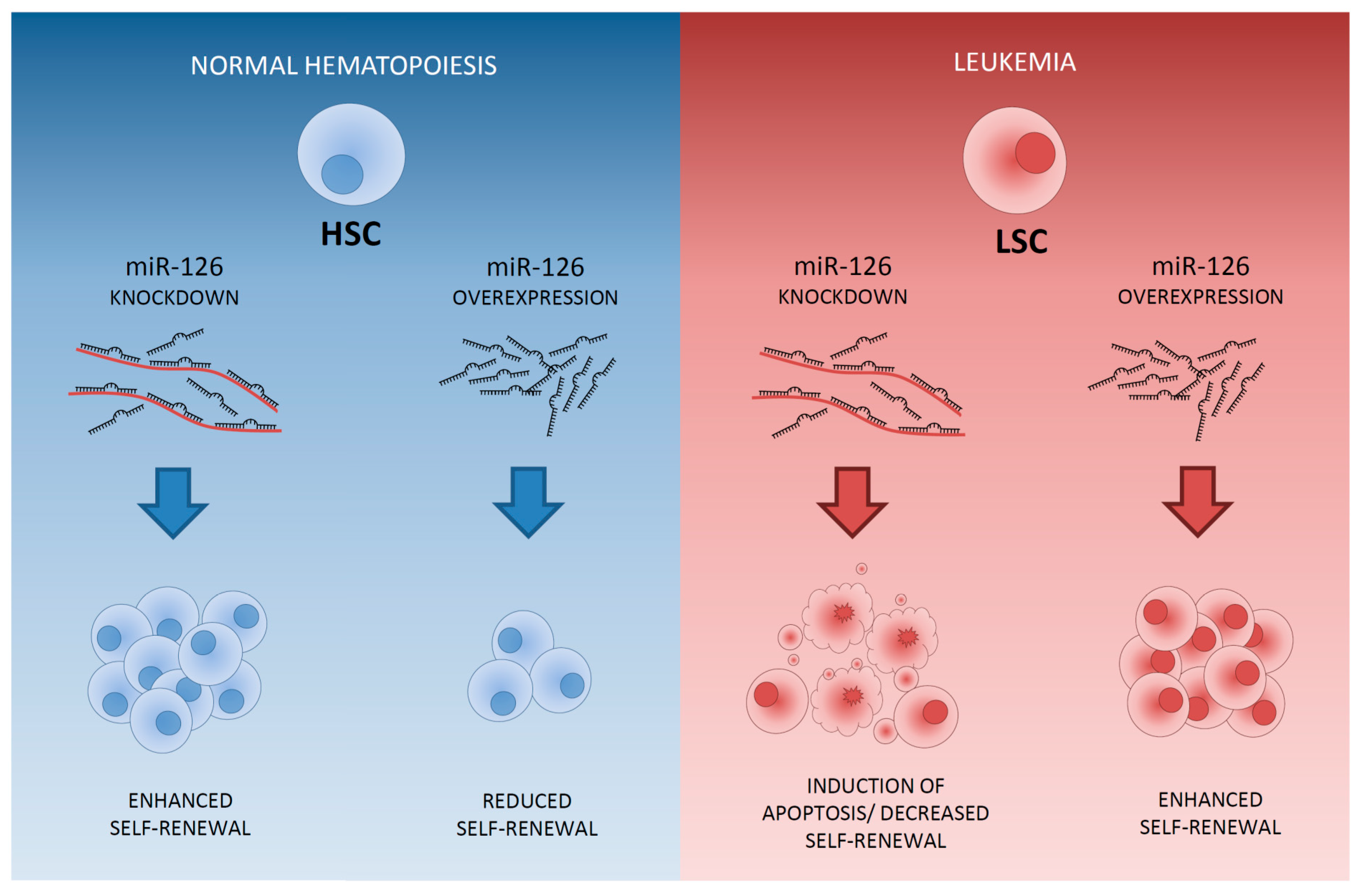 Dårligt humør hørbar Brudgom Cancers | Free Full-Text | Specific Depletion of Leukemic Stem Cells: Can  MicroRNAs Make the Difference? | HTML