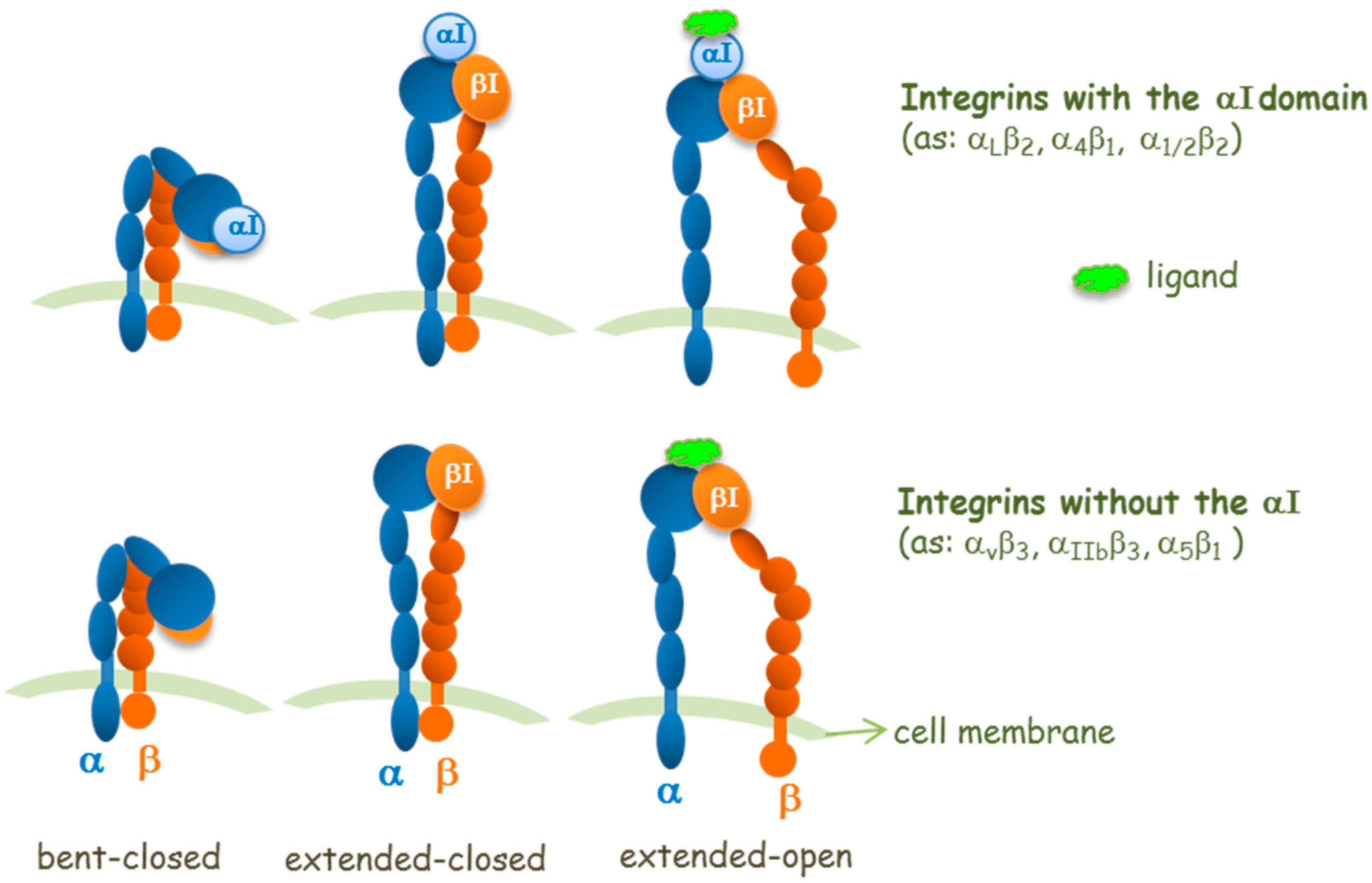 cancers free full text can integrin agonists have academic journal article