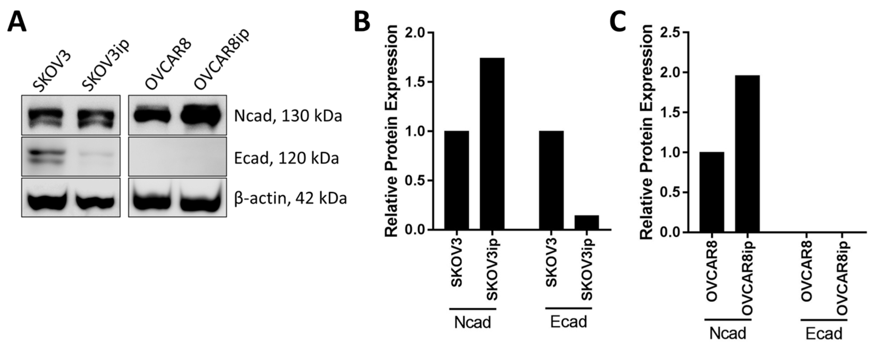 Cancers 09 00104 g002 Cancers 09 00104 g002