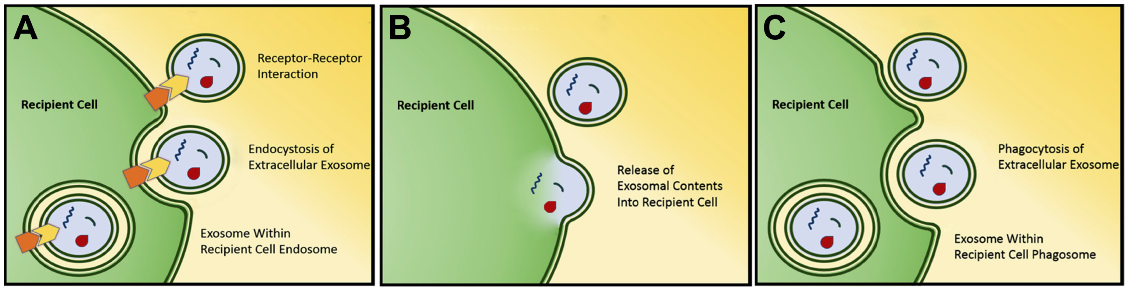 Cancers 09 00105 g001 Cancers 09 00105 g001