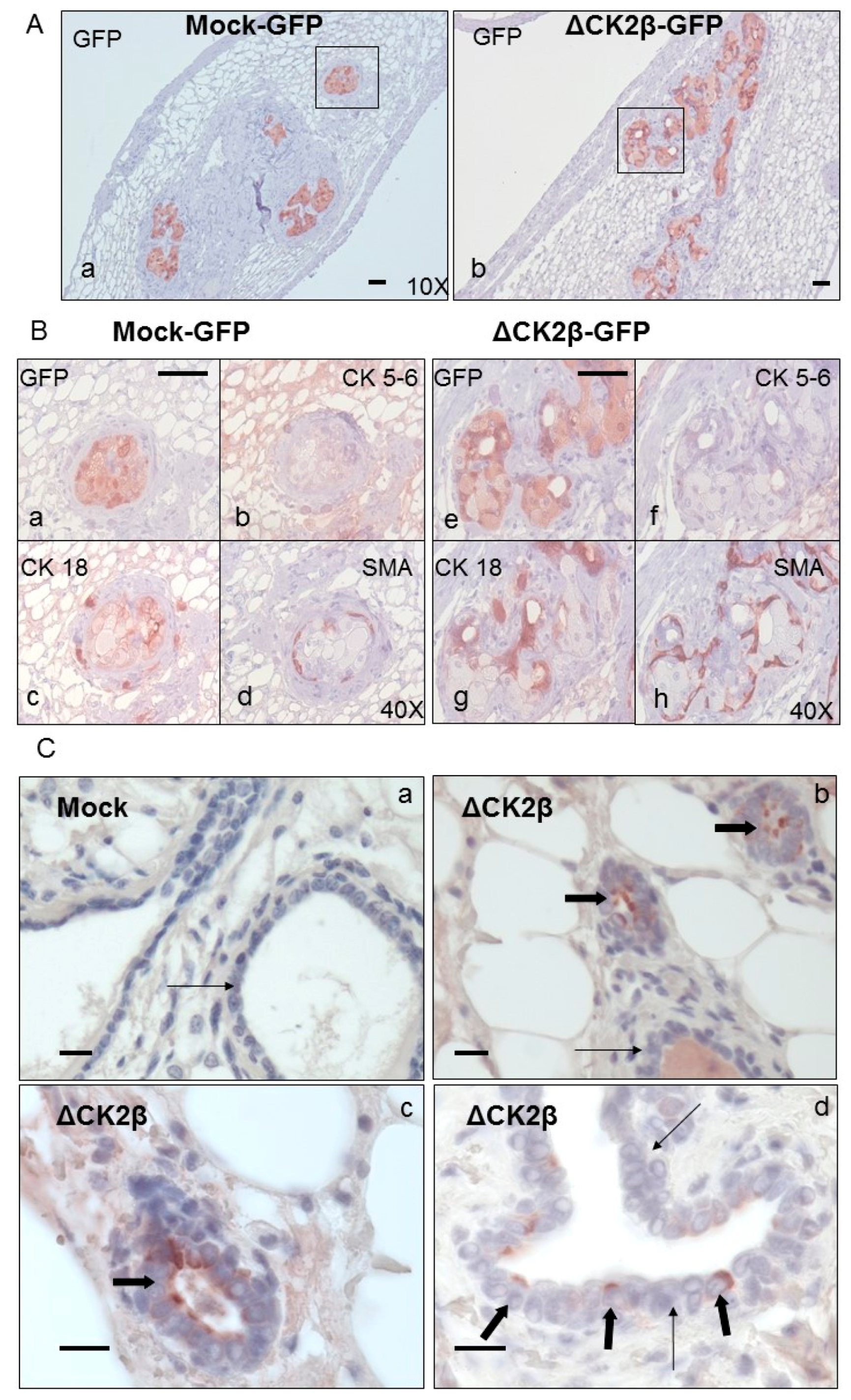 Cancers 09 00114 g004