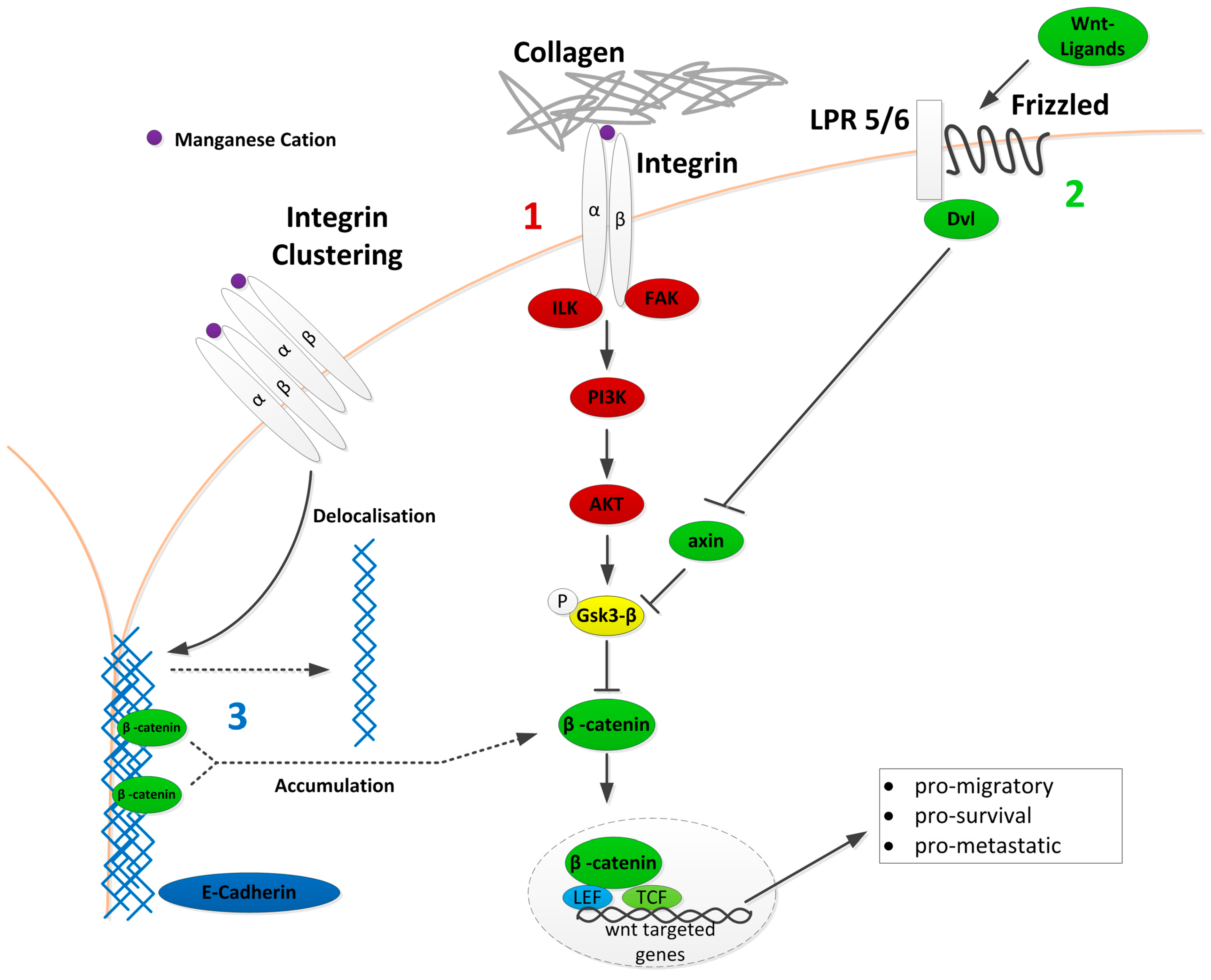 Cancers | Free Full-Text | Integrin Activation Contributes ...
