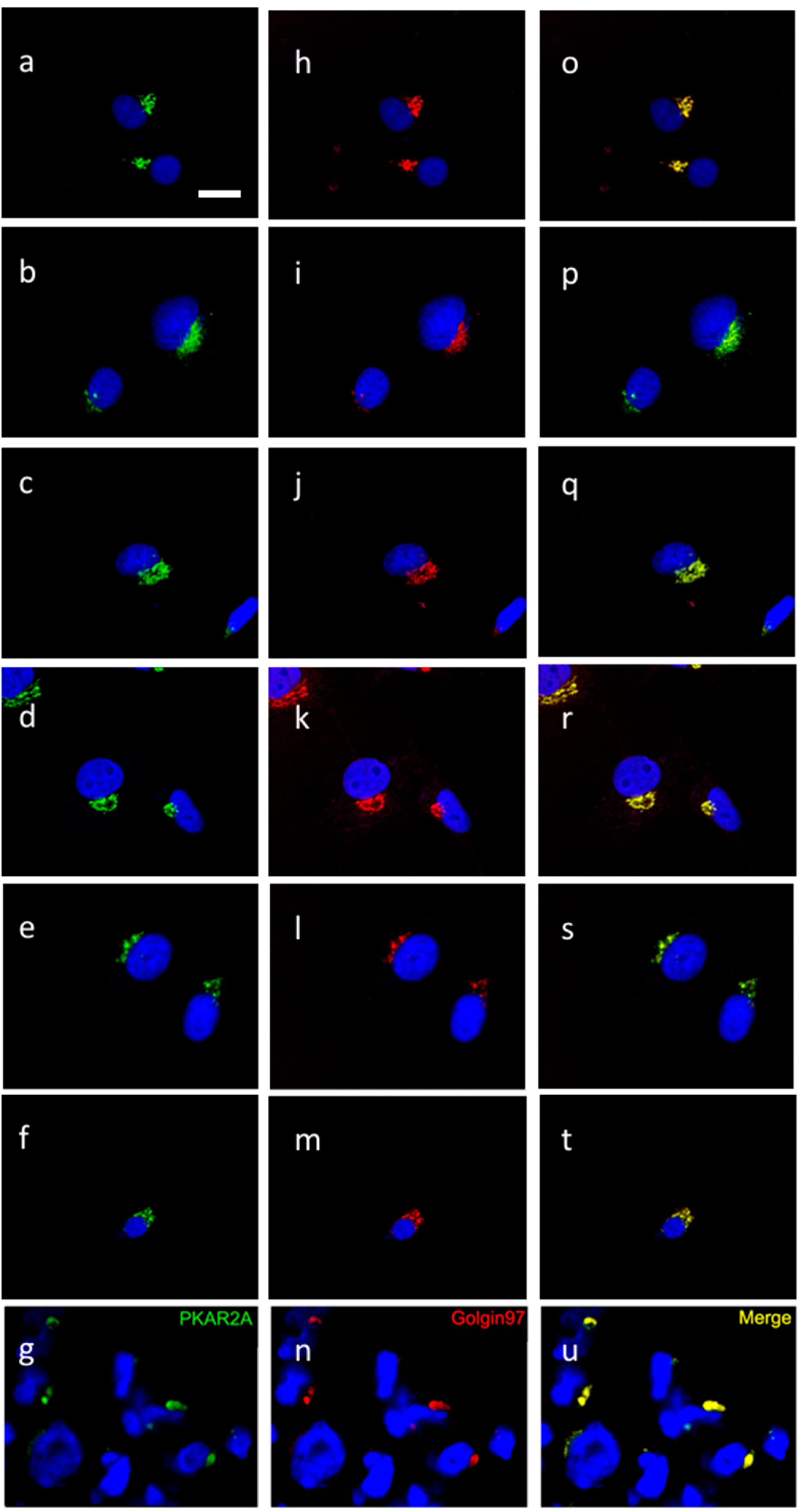 Cancers 10 00002 g003