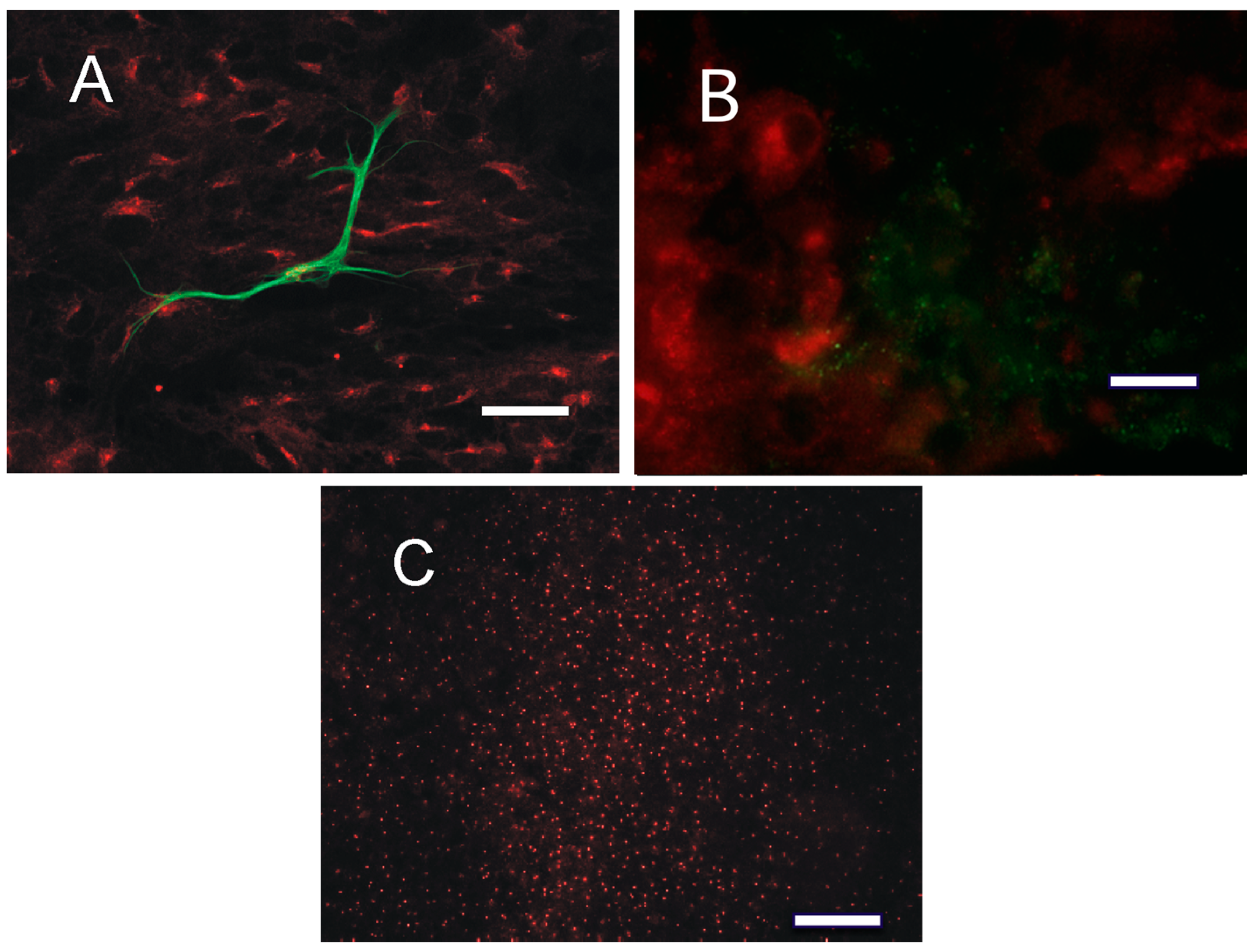 Cancers 10 00002 g005