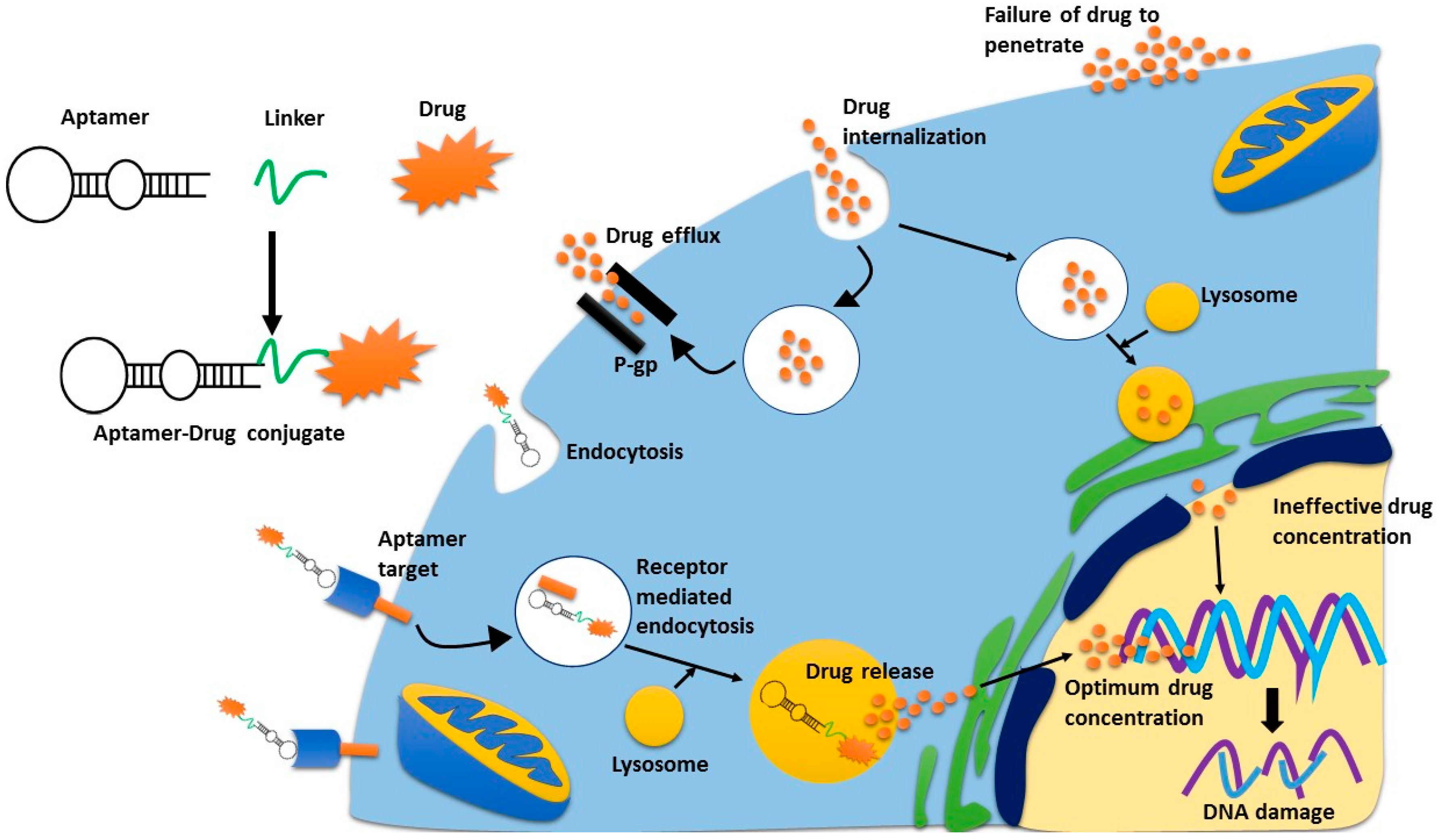 Cancers 10 00019 g002