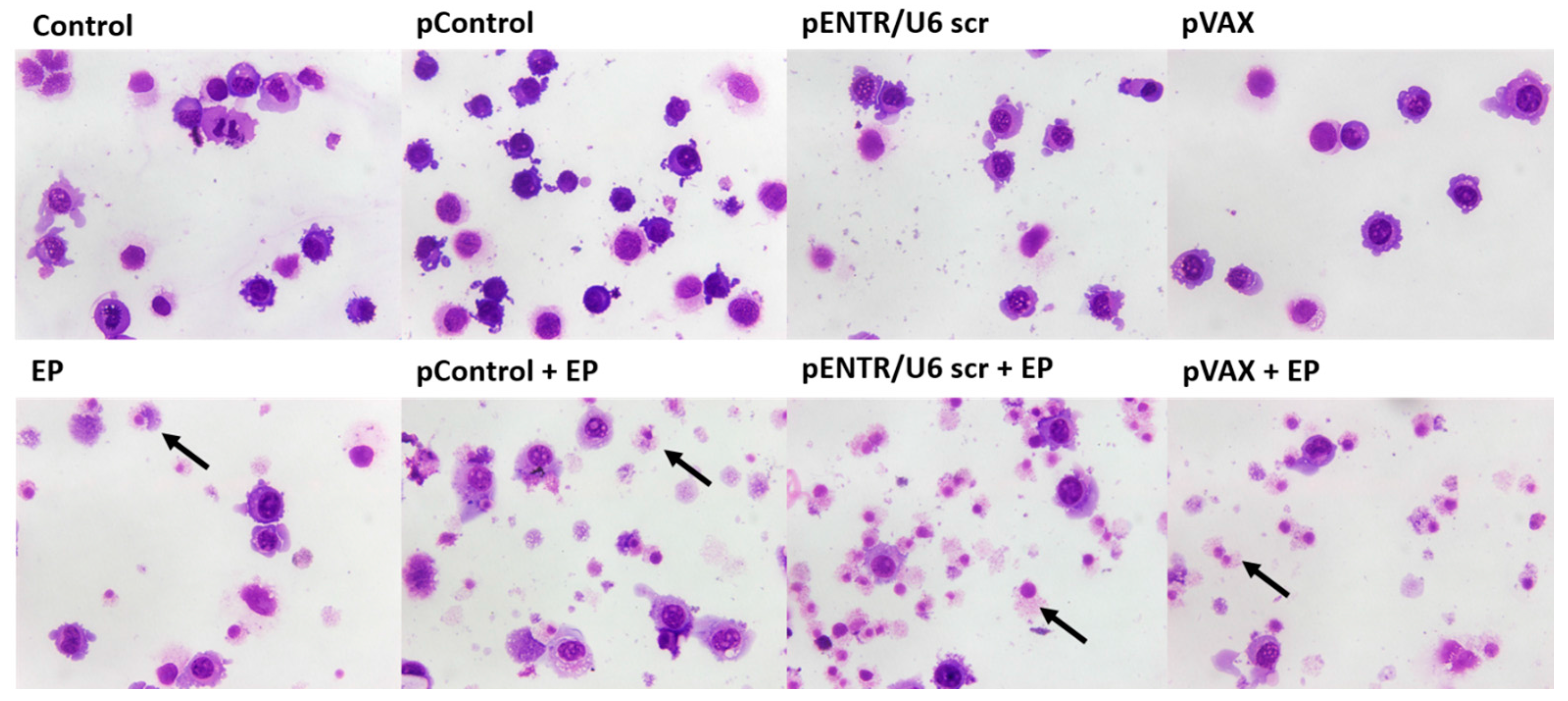 Cancers 10 00037 g004 550