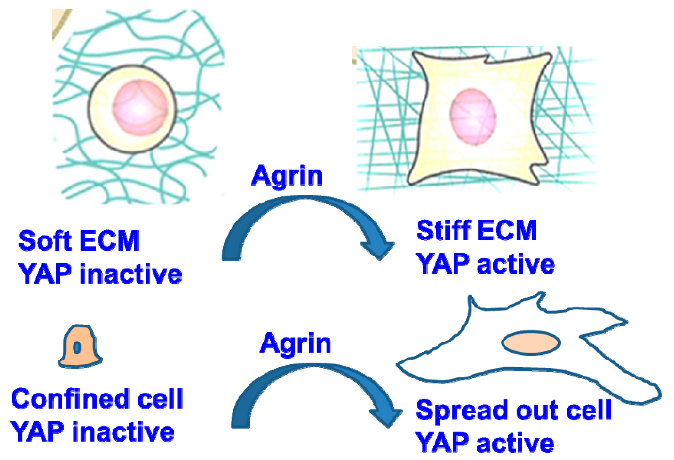 Cancers 10 00045 g002 Cancers 10 00045 g002