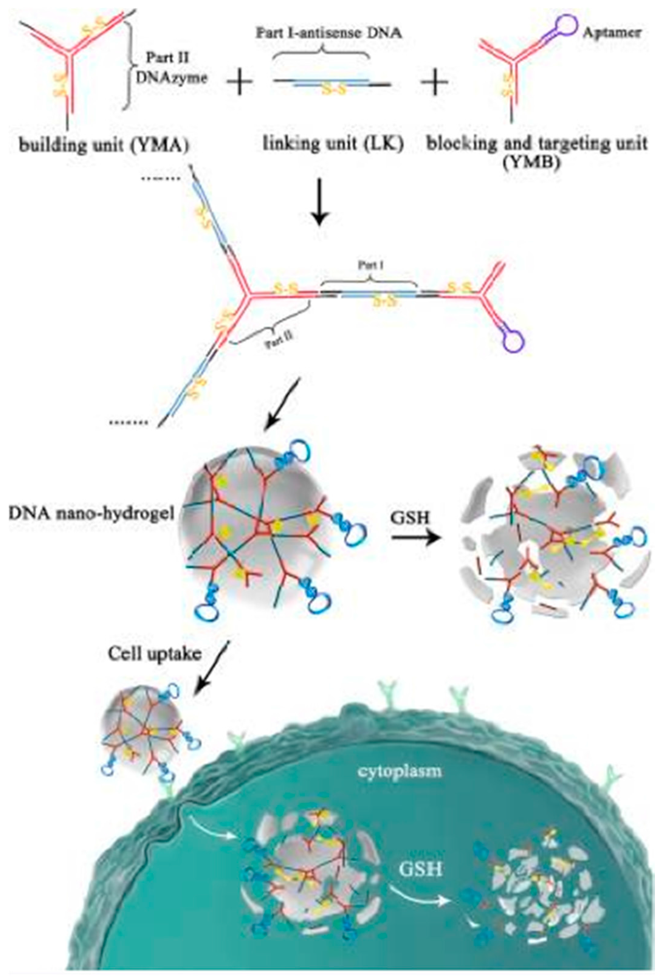 Cancers 10 00047 g010