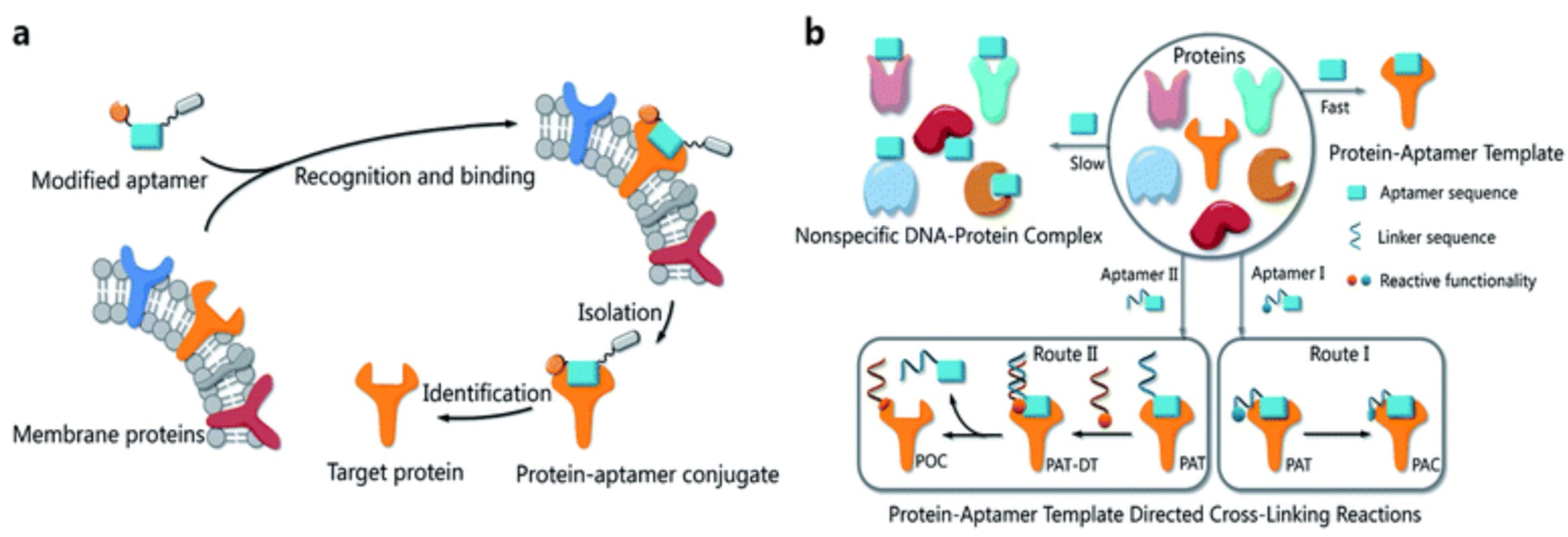 Cancers 10 00047 g016