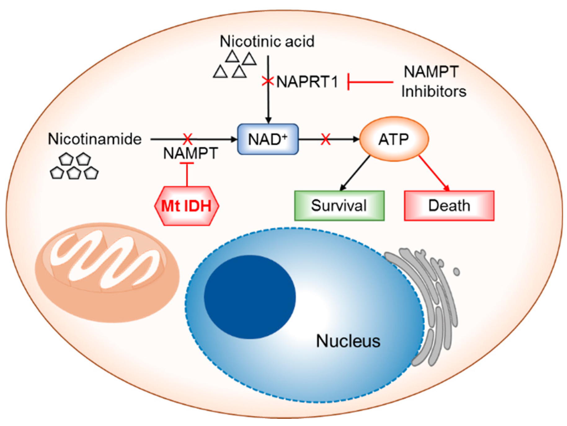 Cancers 10 00049 g005