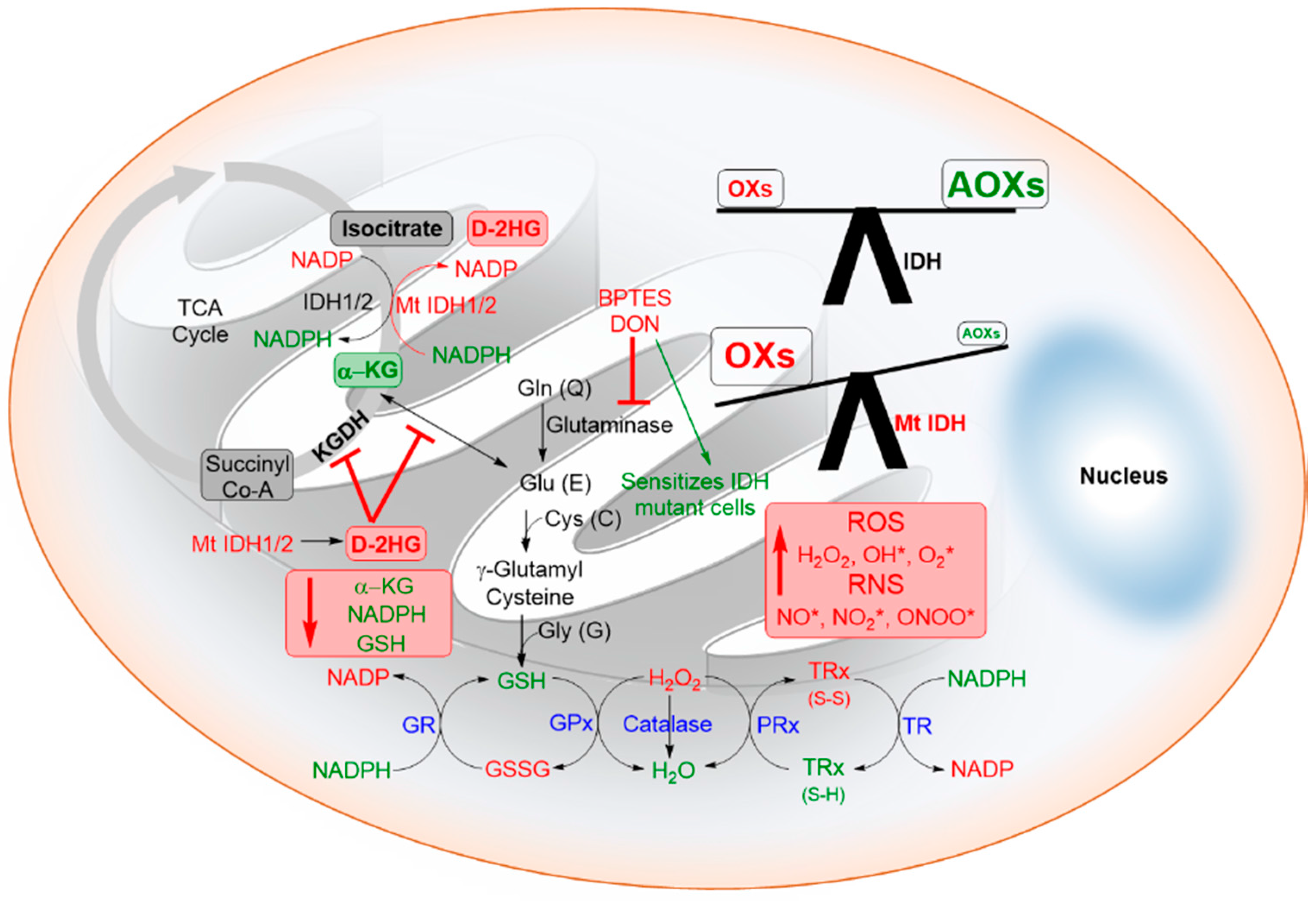 Cancers 10 00049 g008