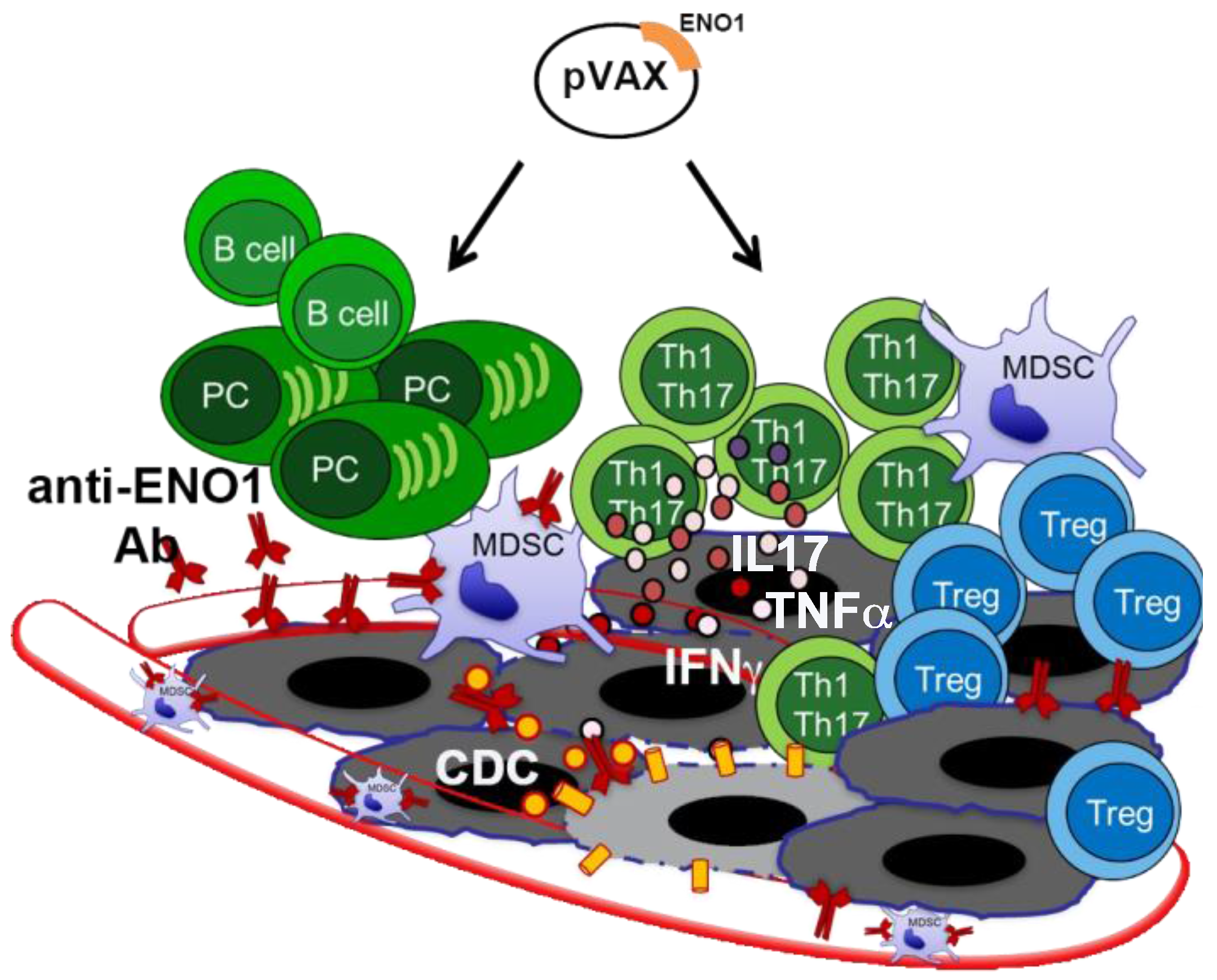 Cancers 10 00051 g001