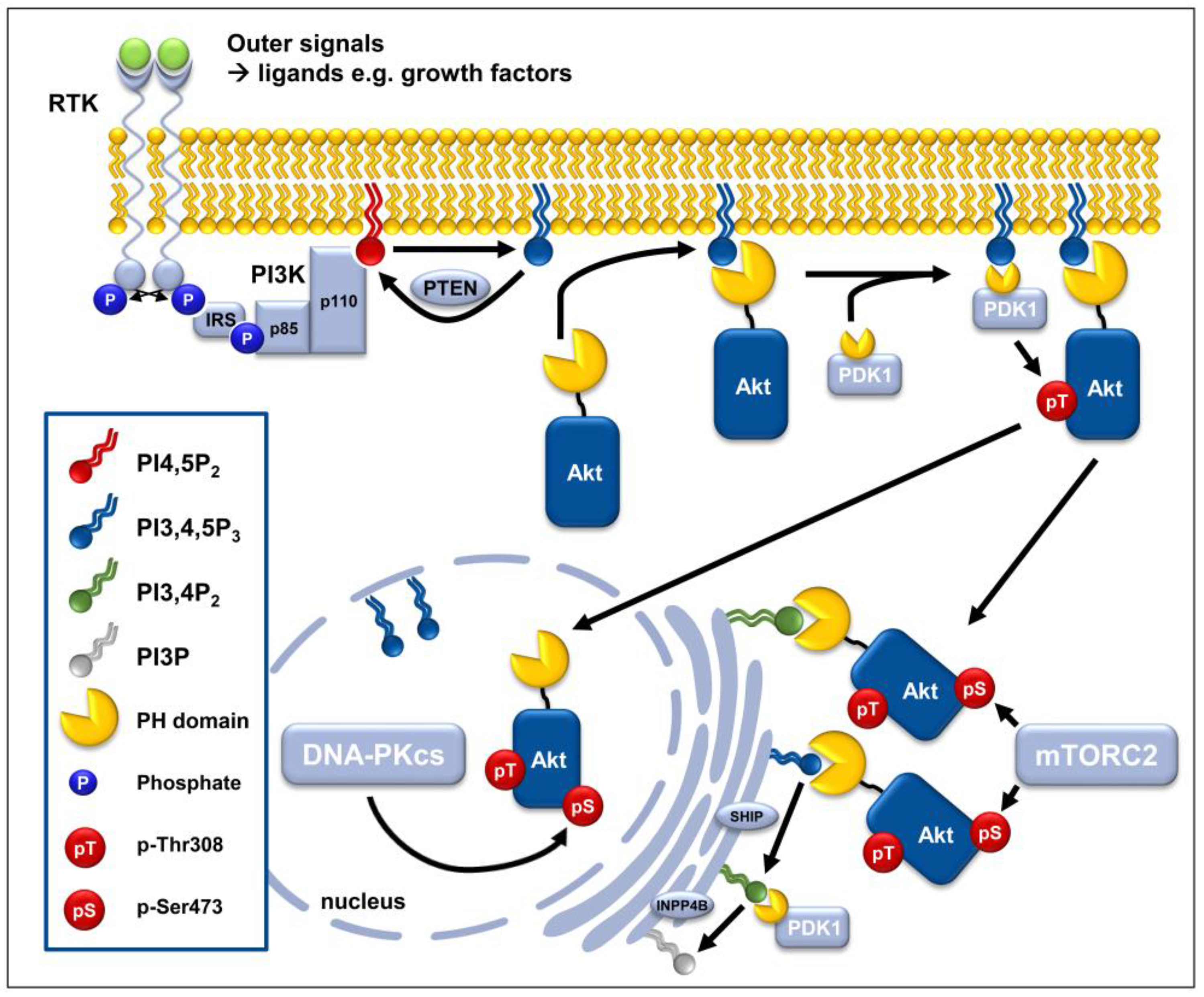 Cancers Free Full Text New Insights Into Protein Kinase B Akt Signaling Role Of Localized