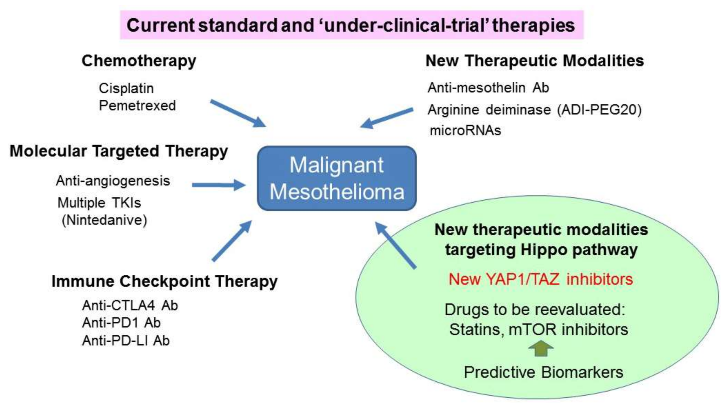 benign papillary mesothelioma histology