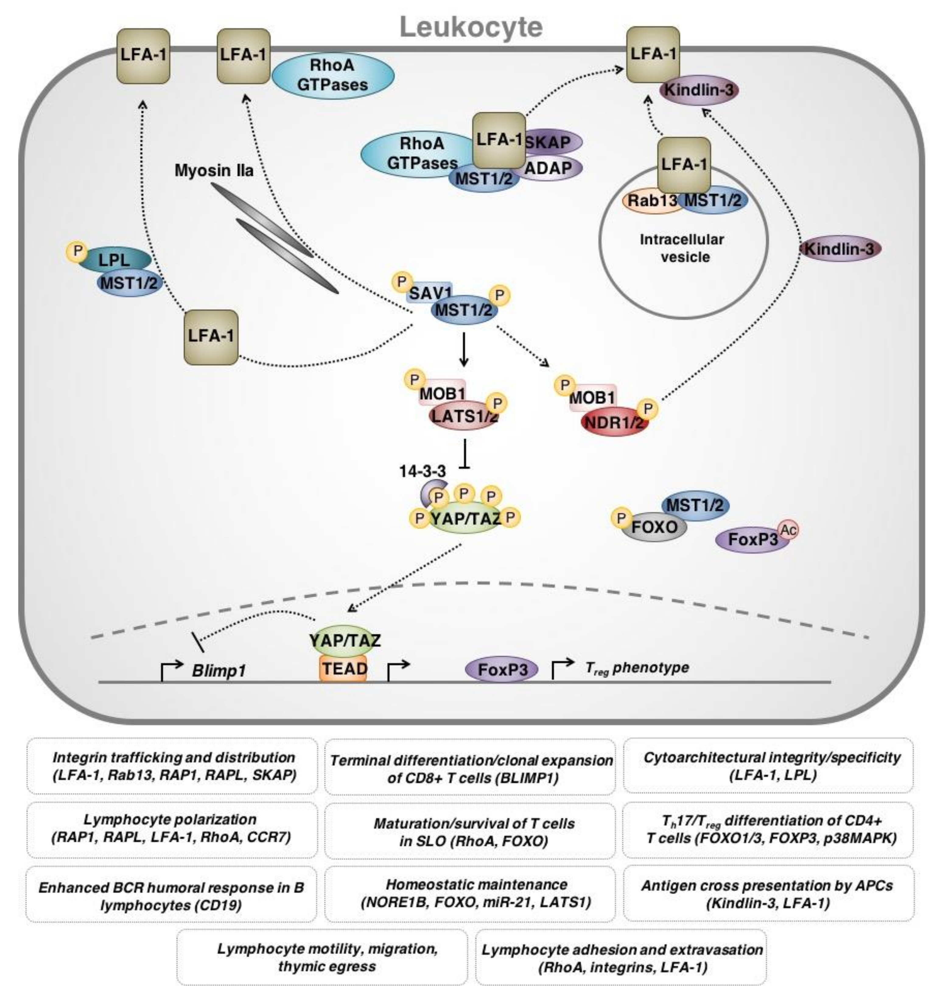 Cancers 10 00094 g004 Cancers 10 00094 g004