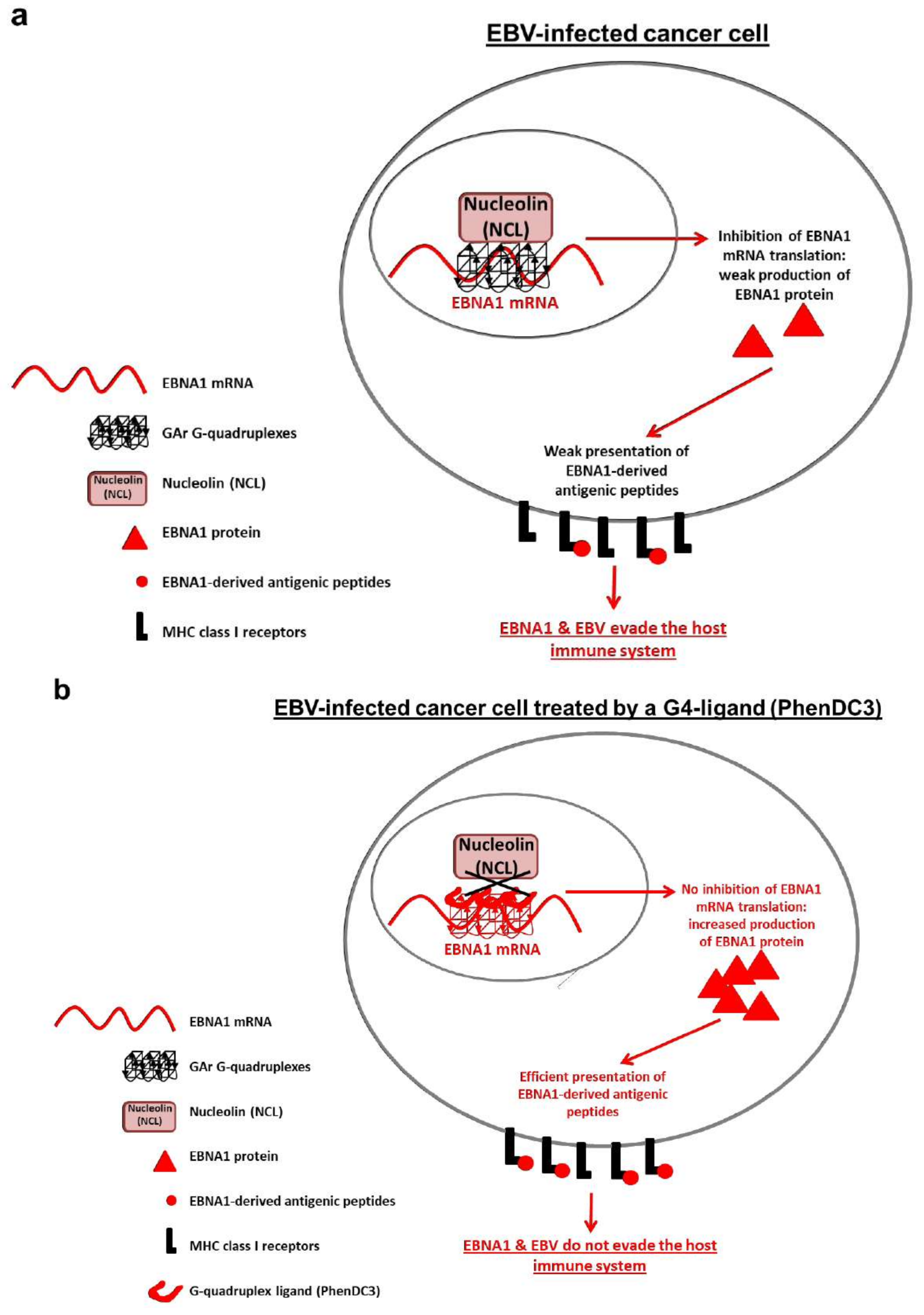 Cancers 10 00109 g004 Cancers 10 00109 g004