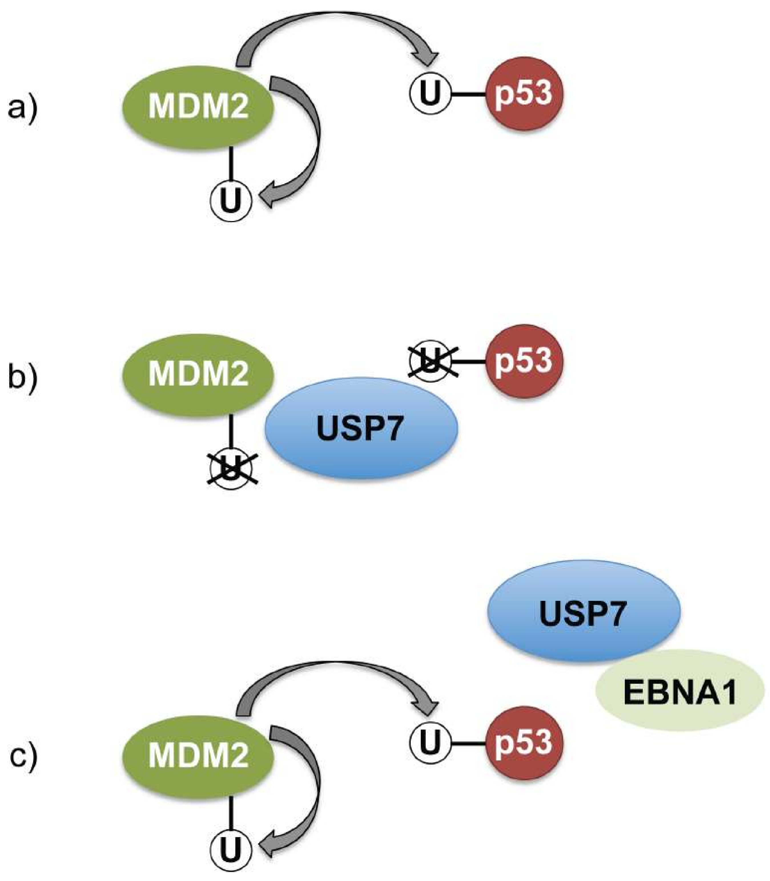 Cancers 10 00109 g005 Cancers 10 00109 g005
