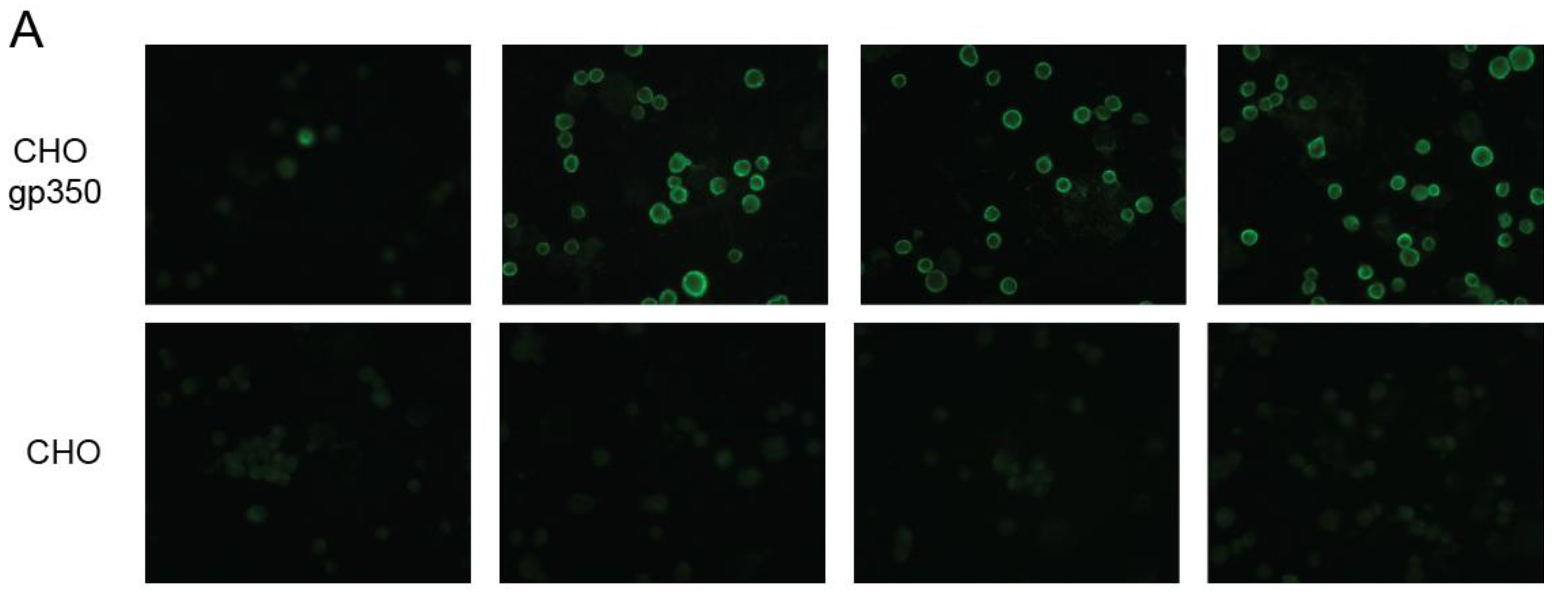 Cancers 10 00112 g004a Cancers 10 00112 g004a