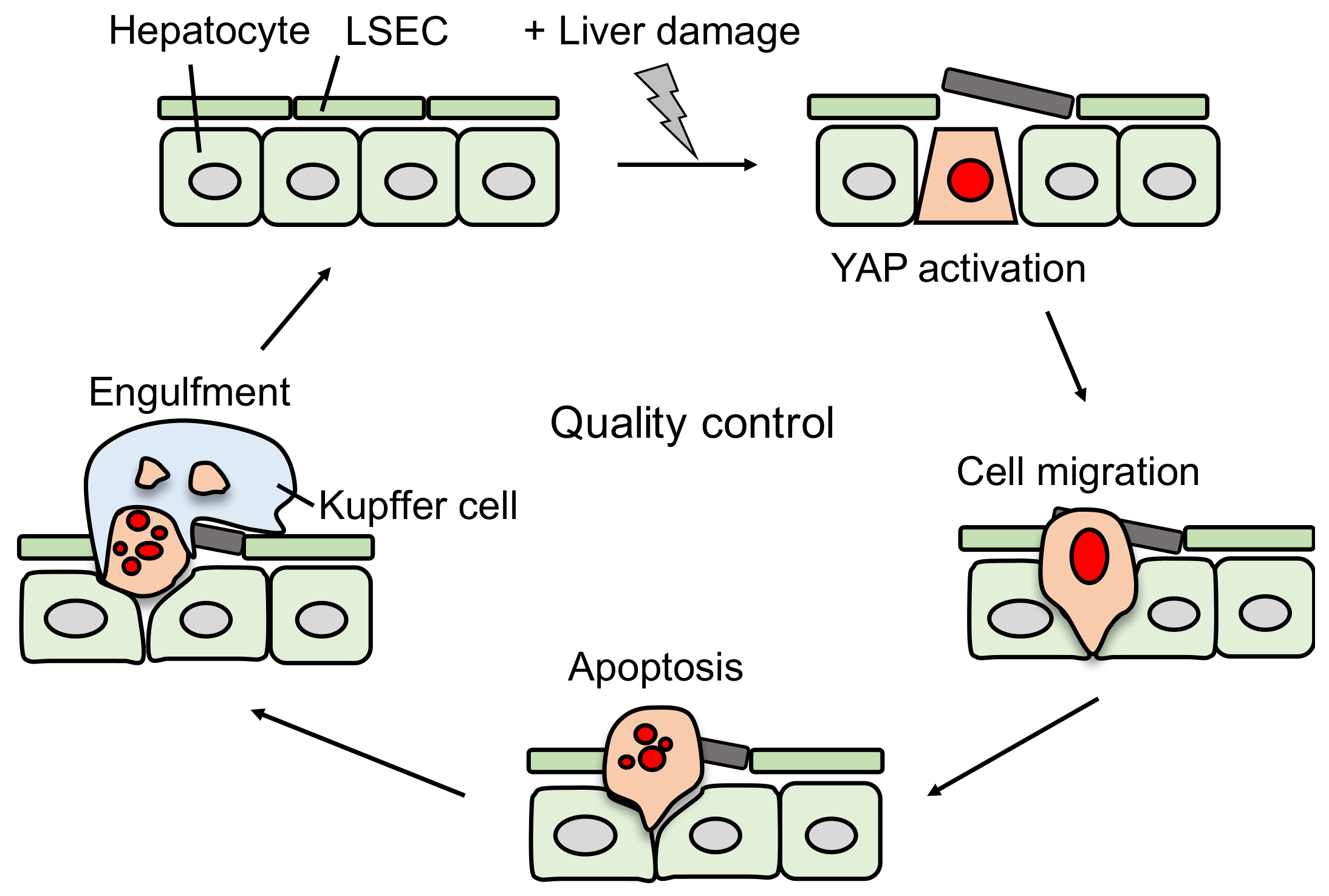 Cancers 10 00122 g003 Cancers 10 00122 g003