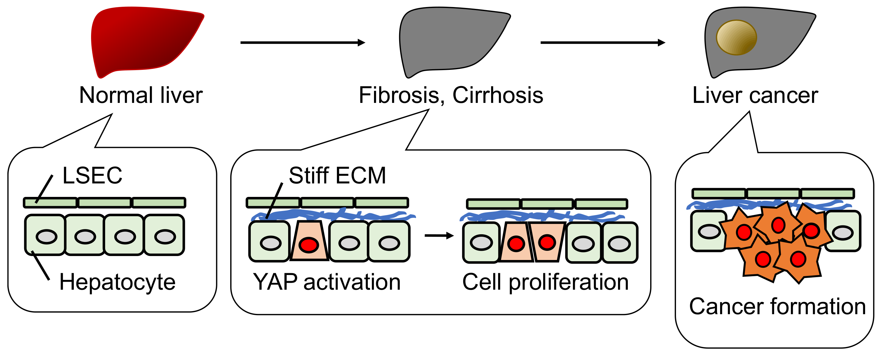 Cancers 10 00122 g004 Cancers 10 00122 g004