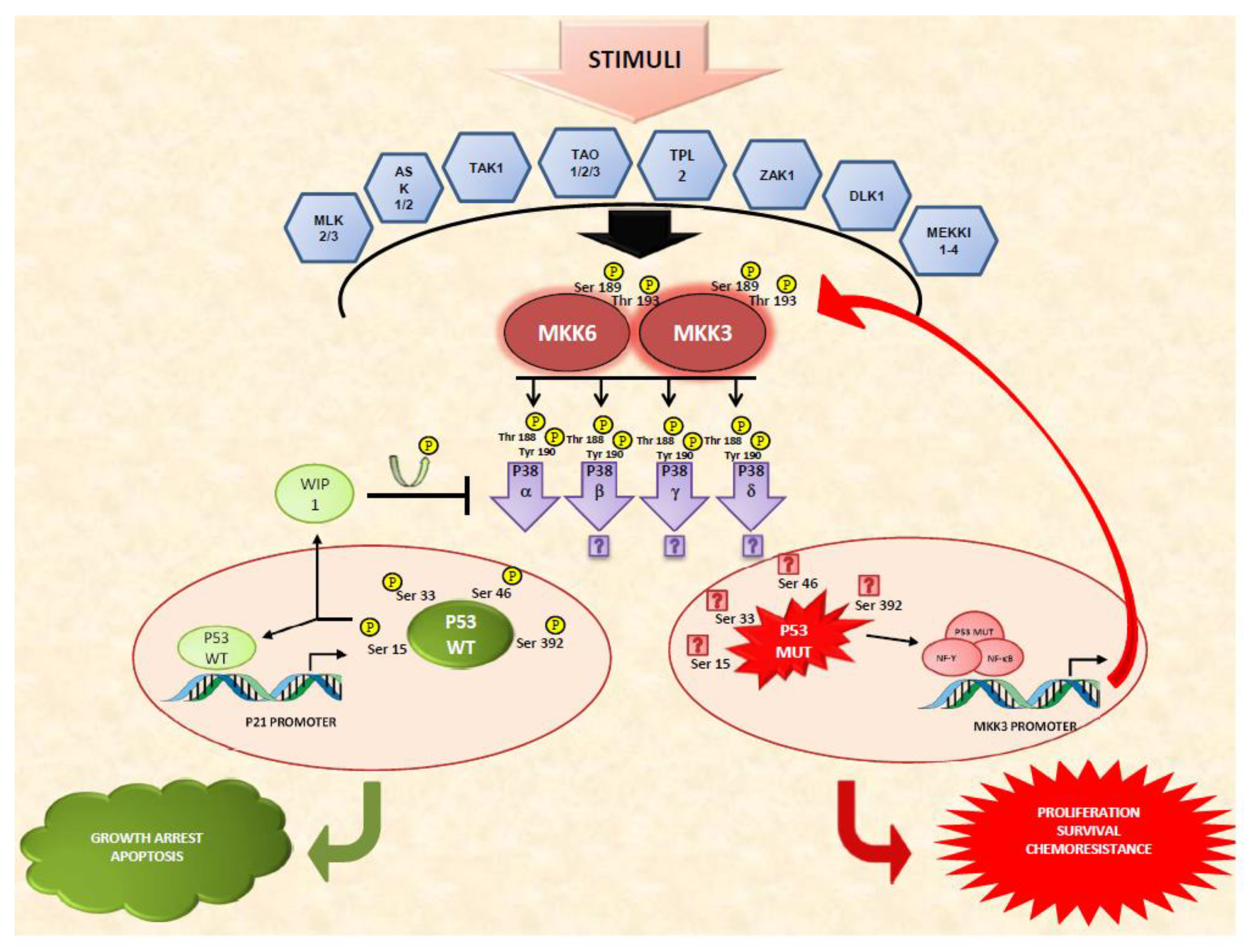 Cancers Free FullText Insights of Crosstalk between p53 Protein